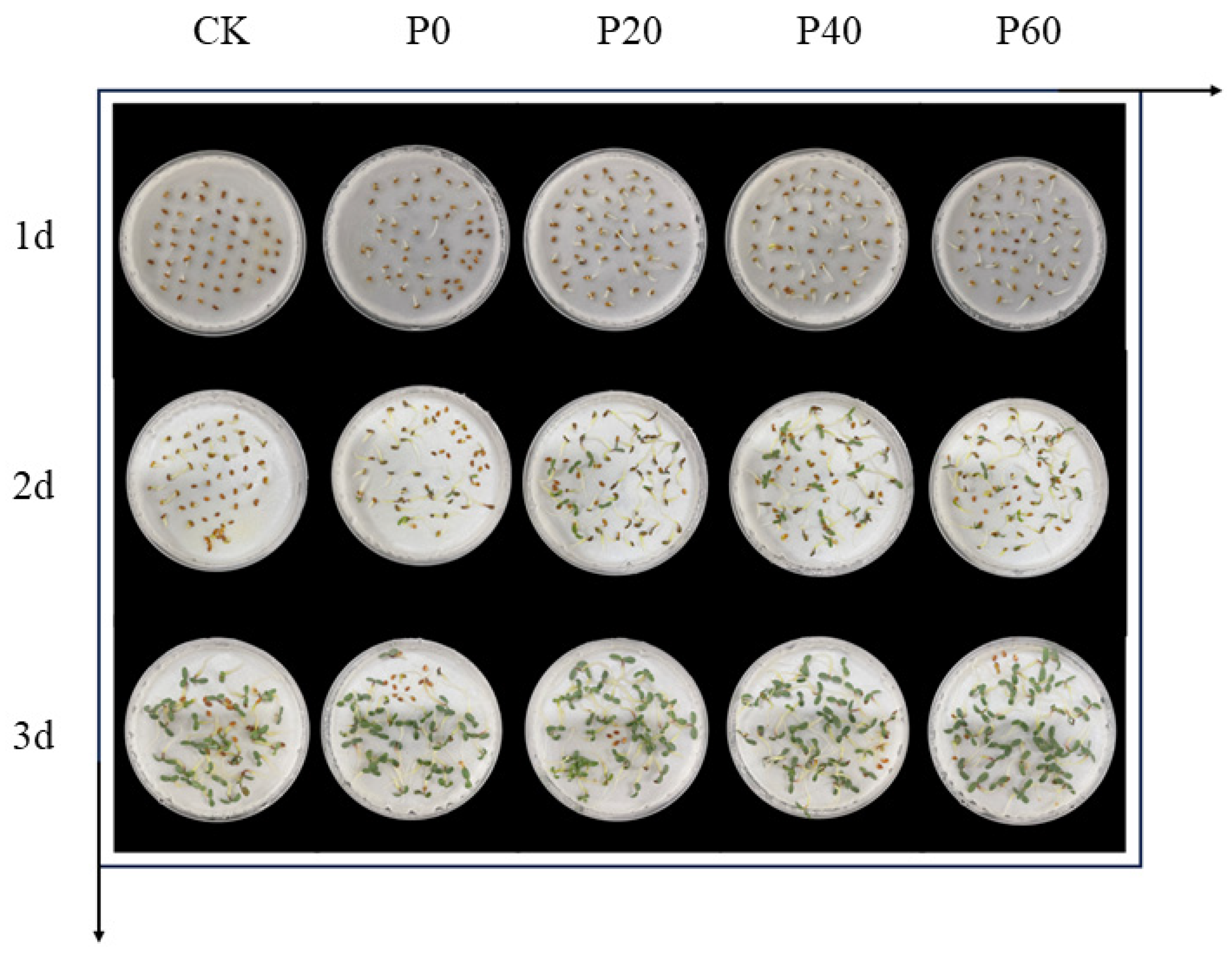 Plants 14 01236 g005