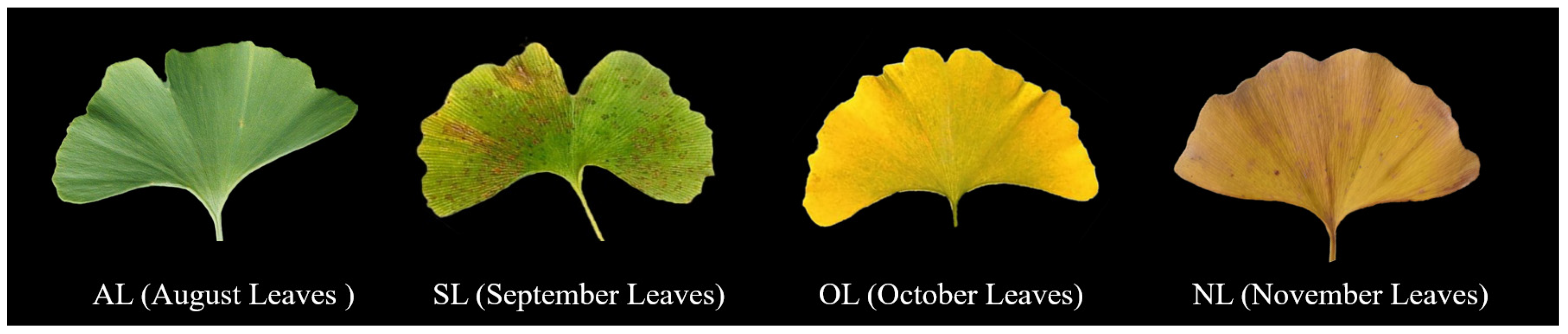 Plants 14 01236 g008