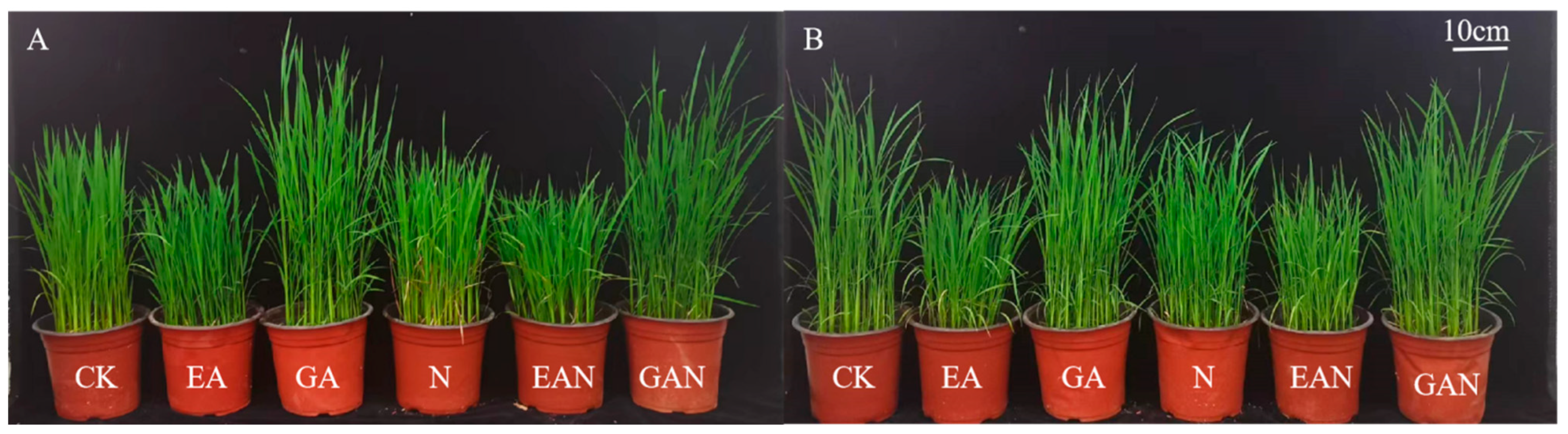 Plants 14 01240 g001