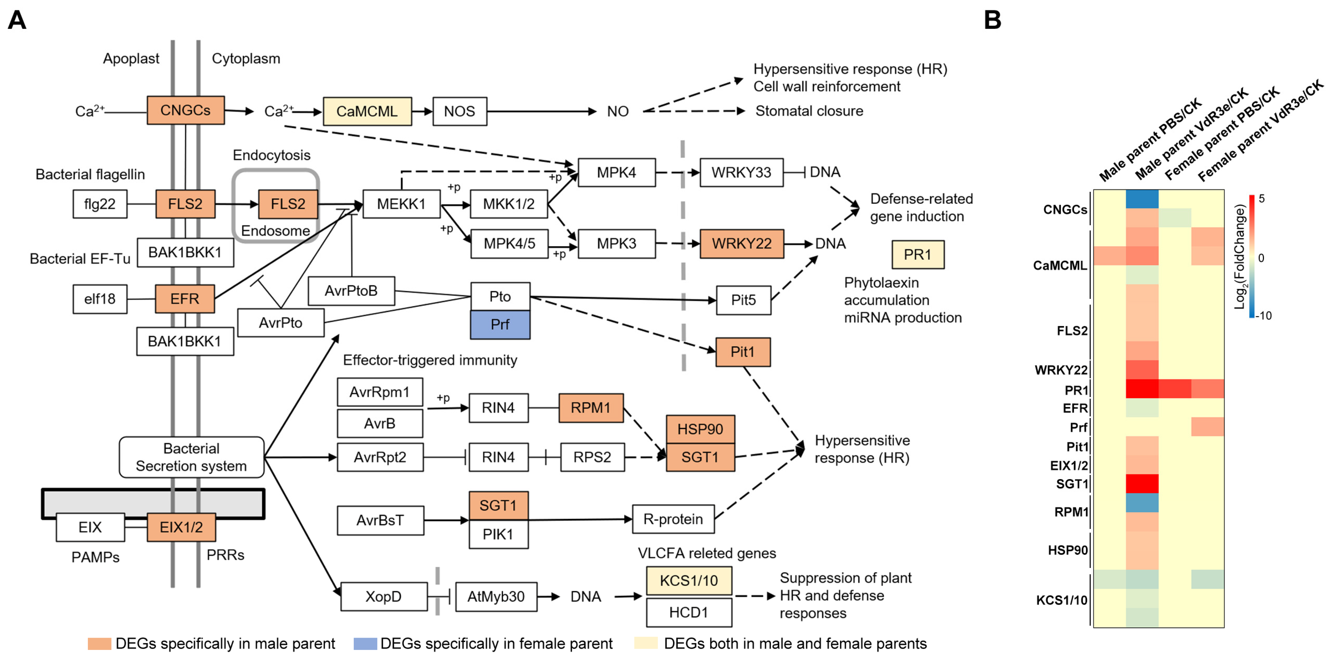 Plants 14 01243 g004