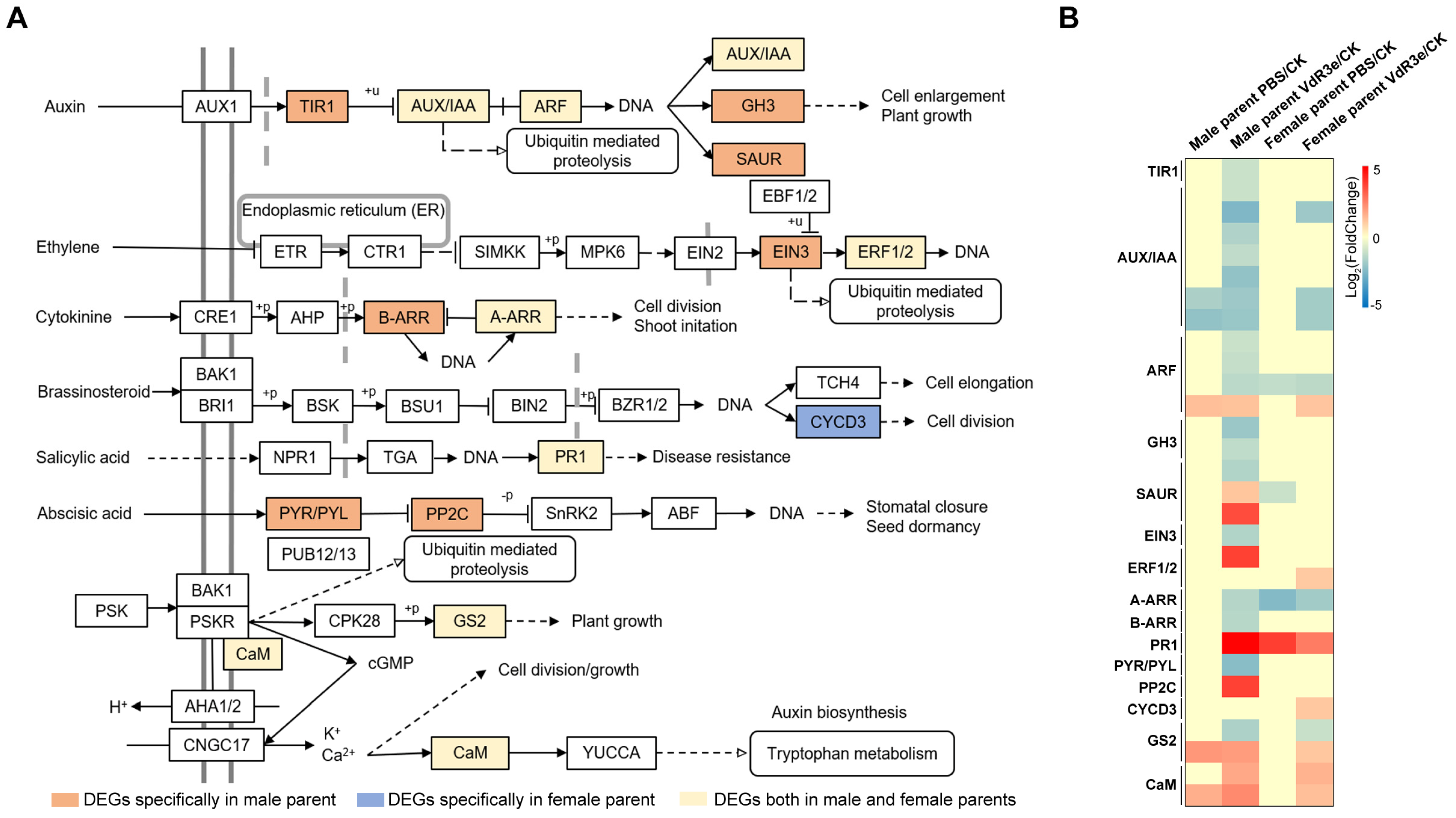 Plants 14 01243 g005
