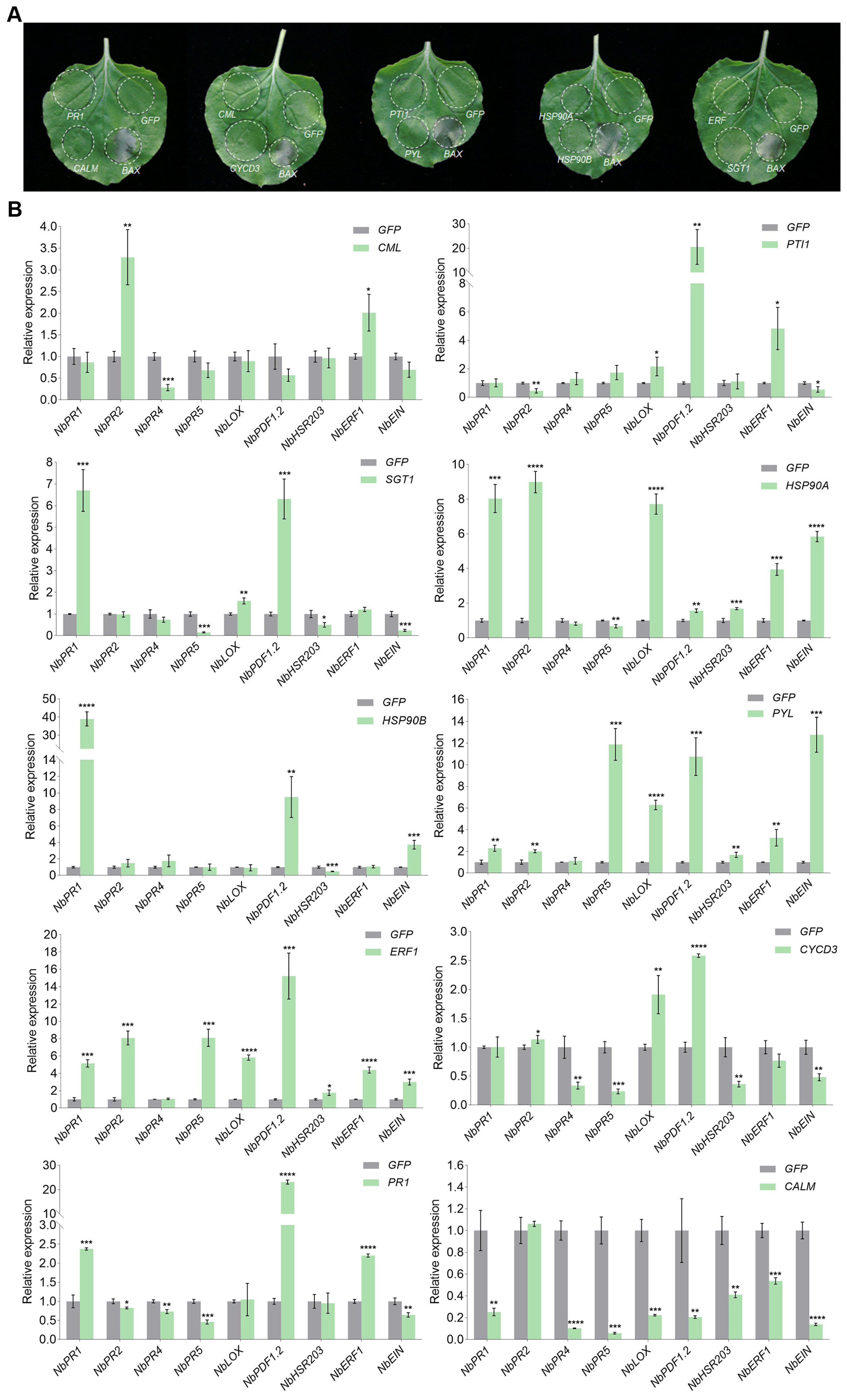 Plants 14 01243 g006