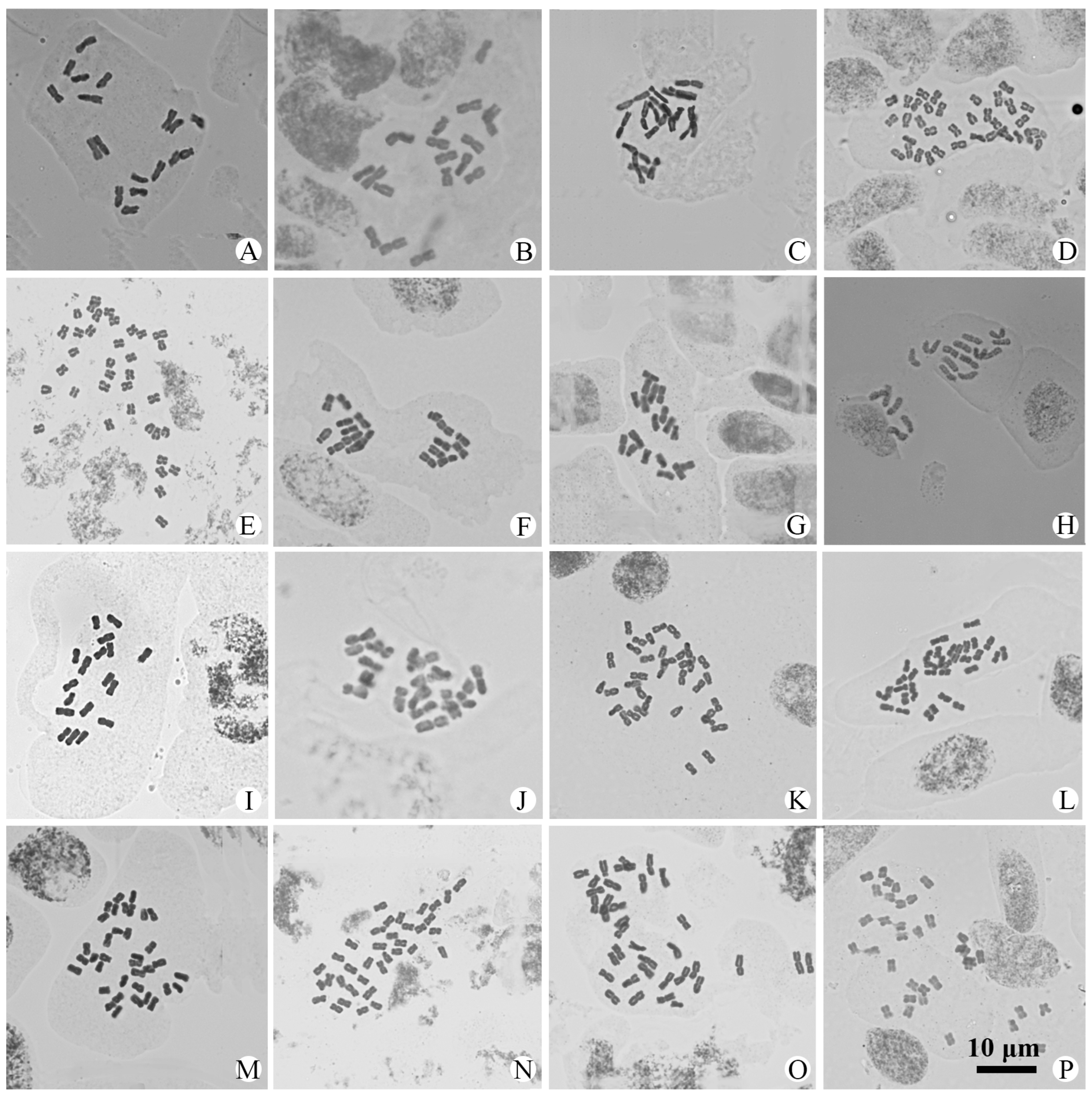 Plants 14 01253 g001