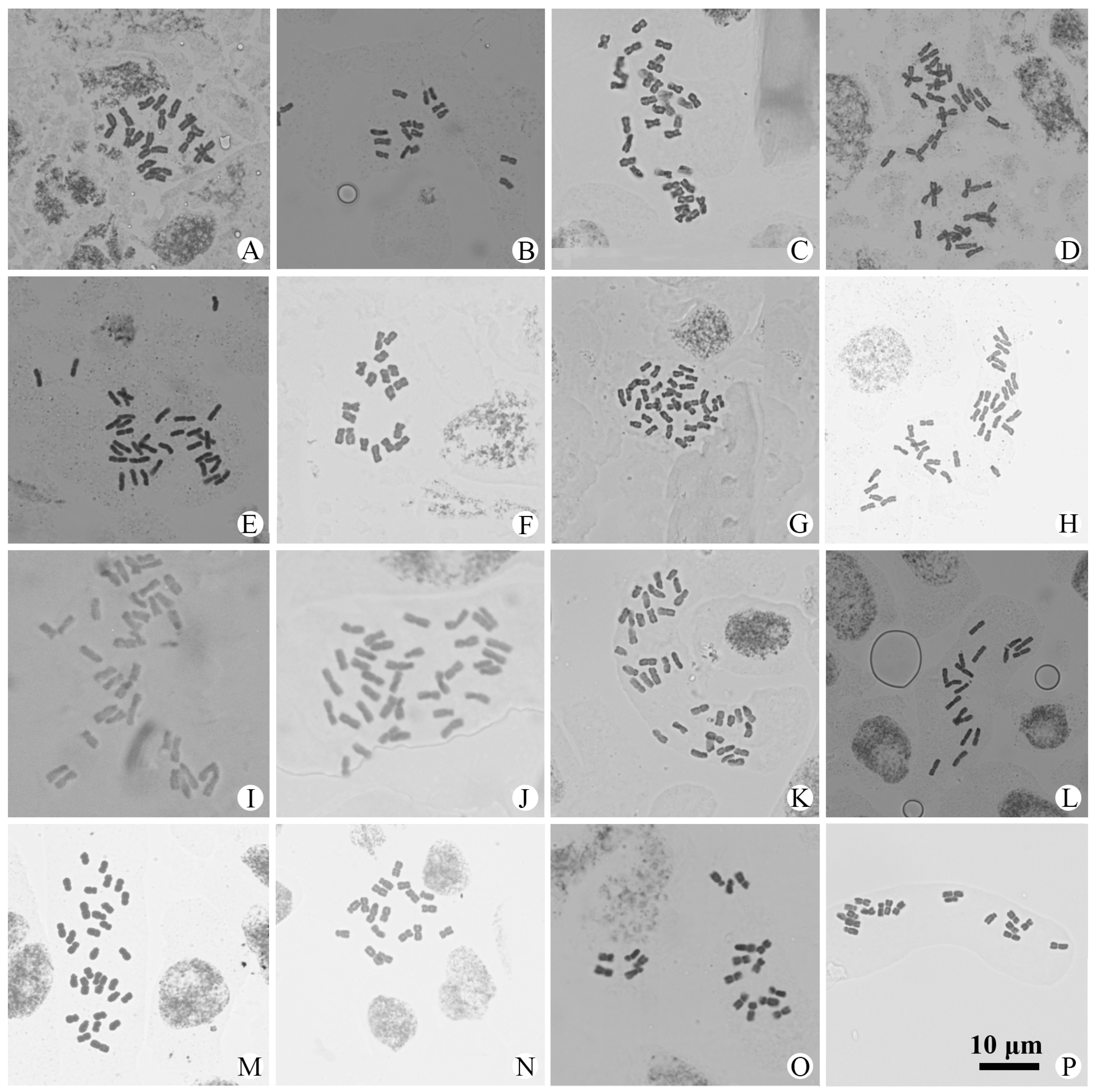 Plants 14 01253 g002