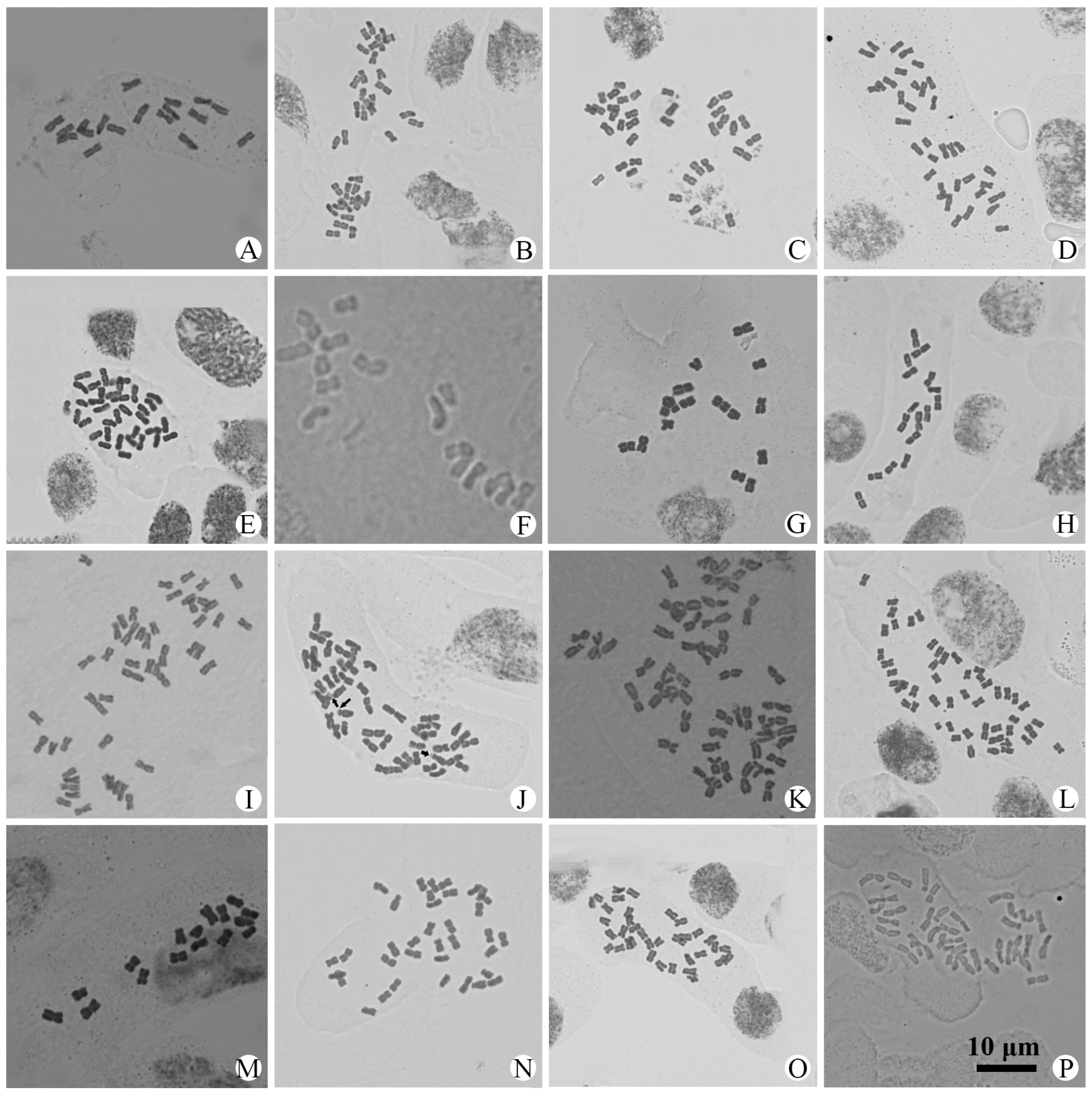 Plants 14 01253 g003