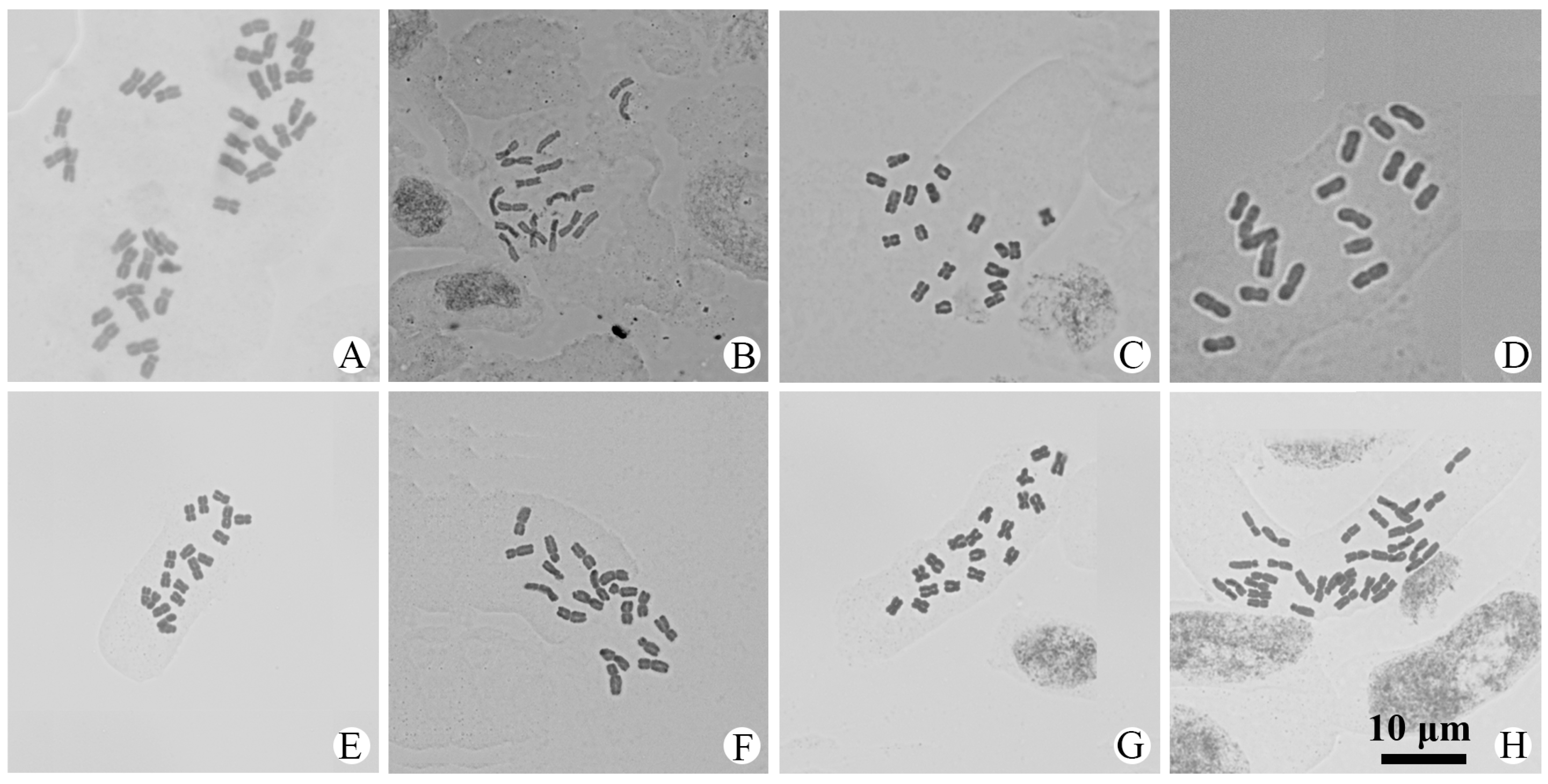 Plants 14 01253 g004