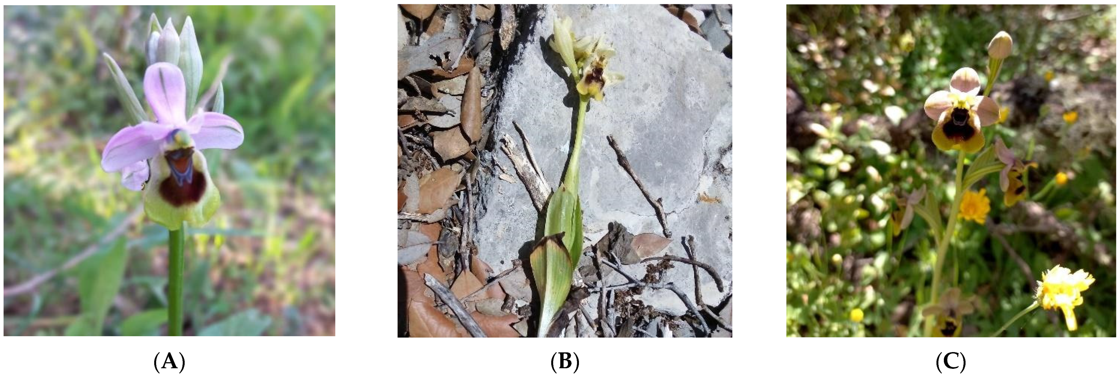 Plants 14 01254 g005