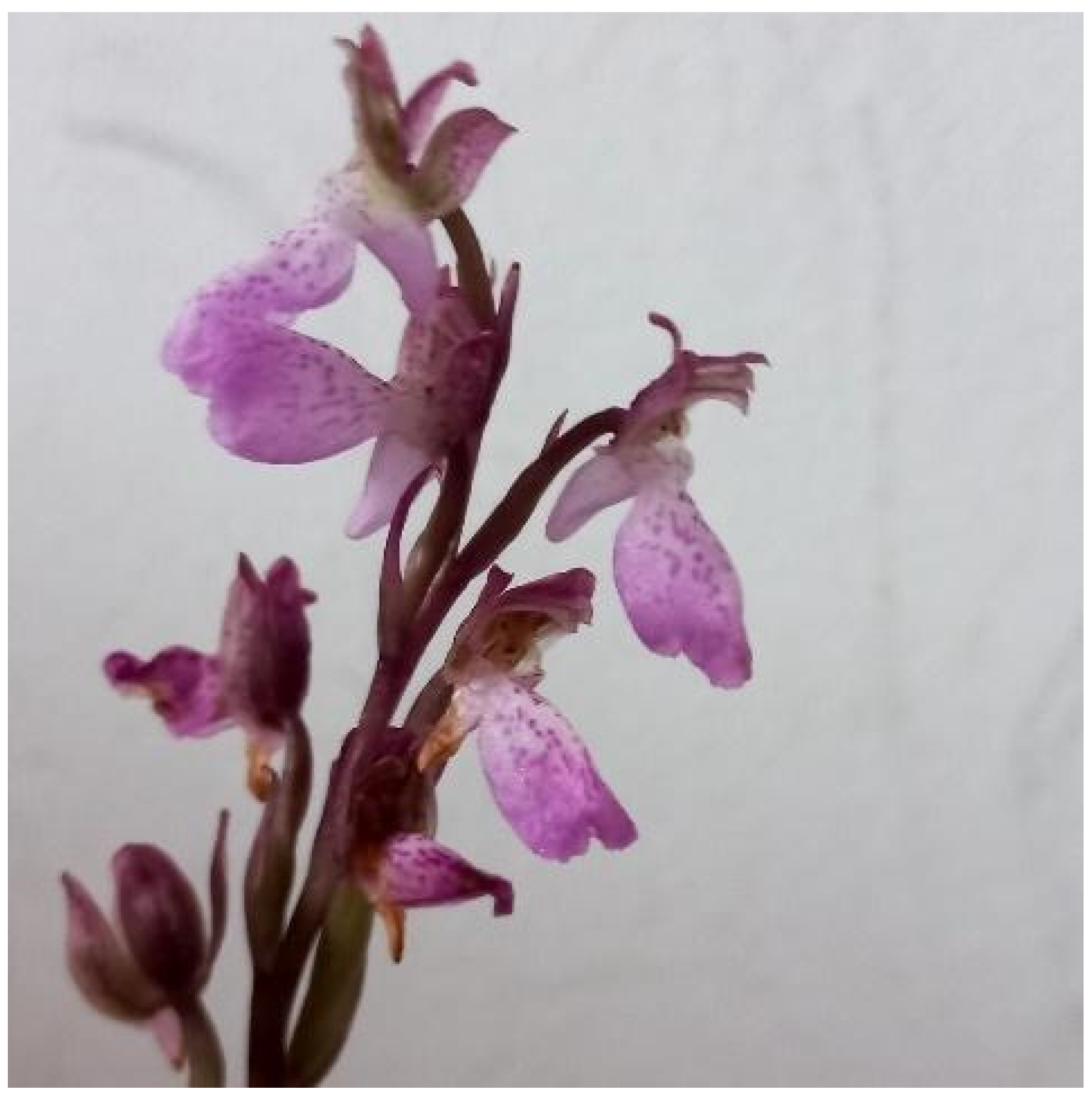 Plants 14 01254 g006