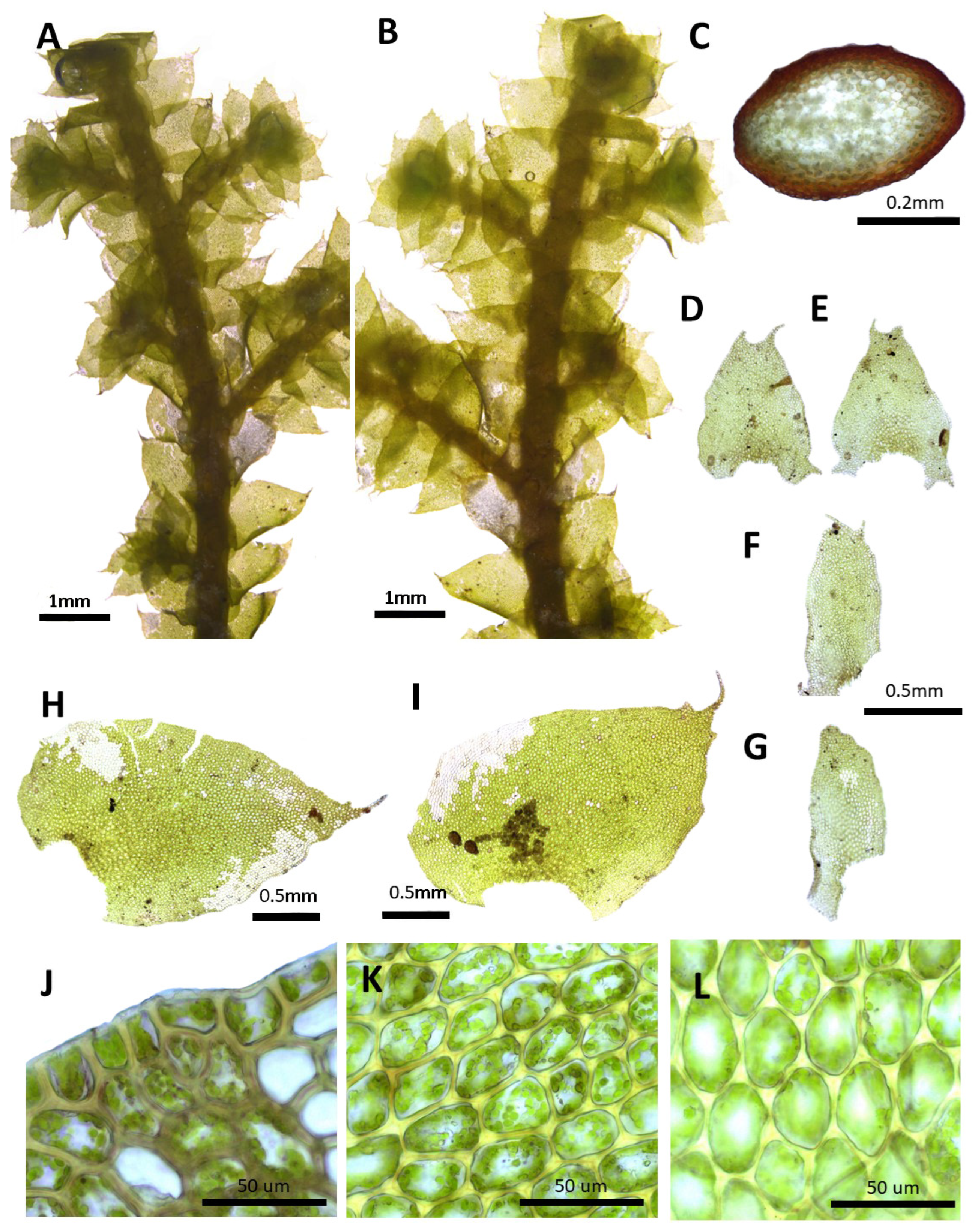 Plants 14 01260 g002