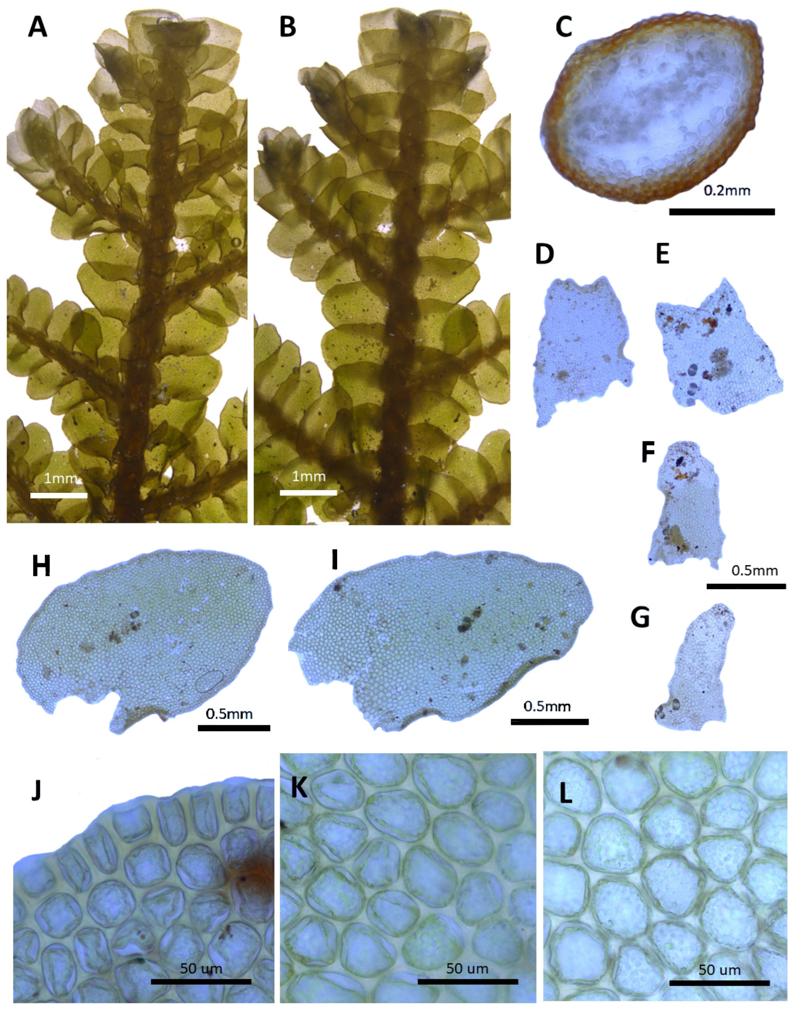 Plants 14 01260 g003