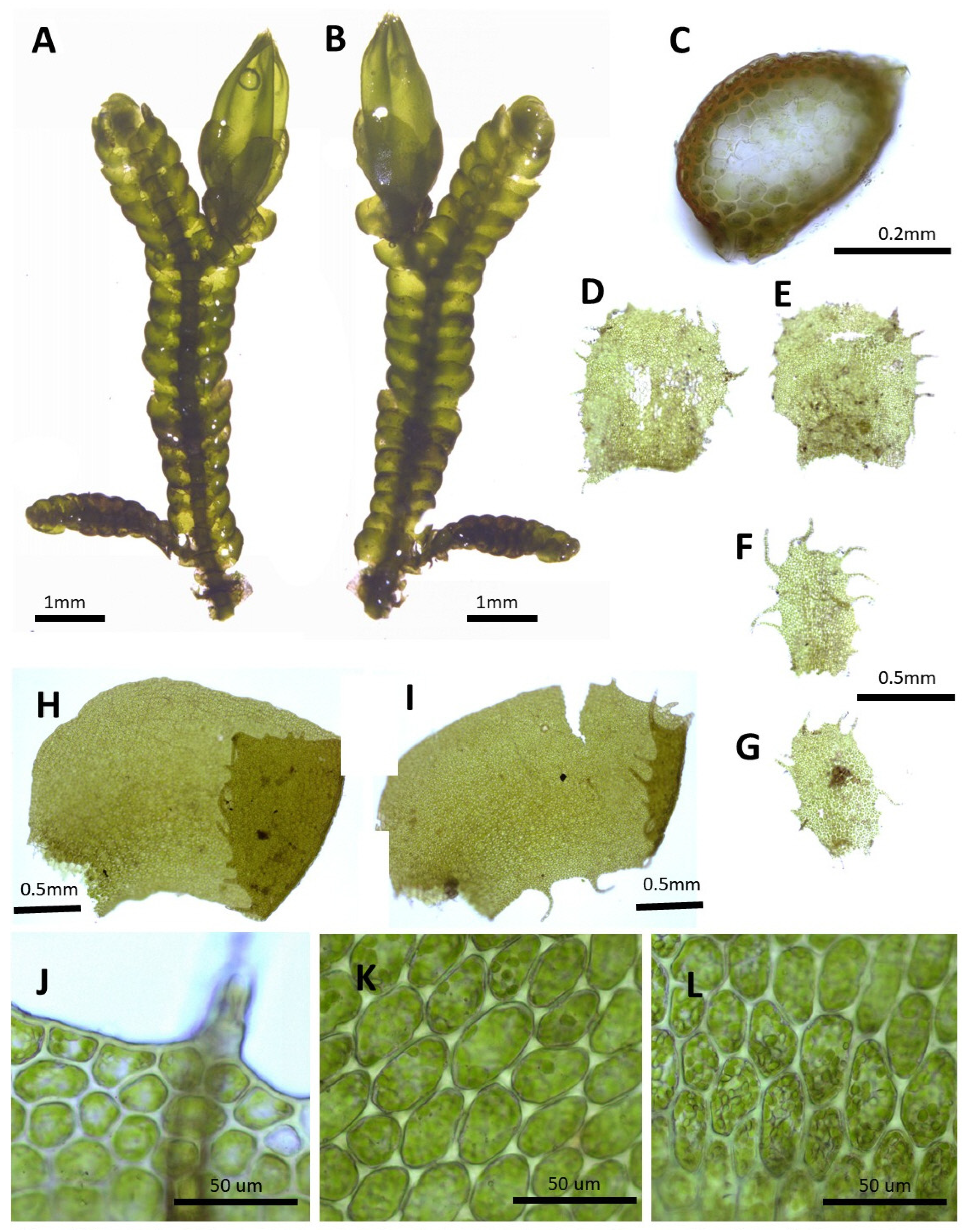 Plants 14 01260 g005