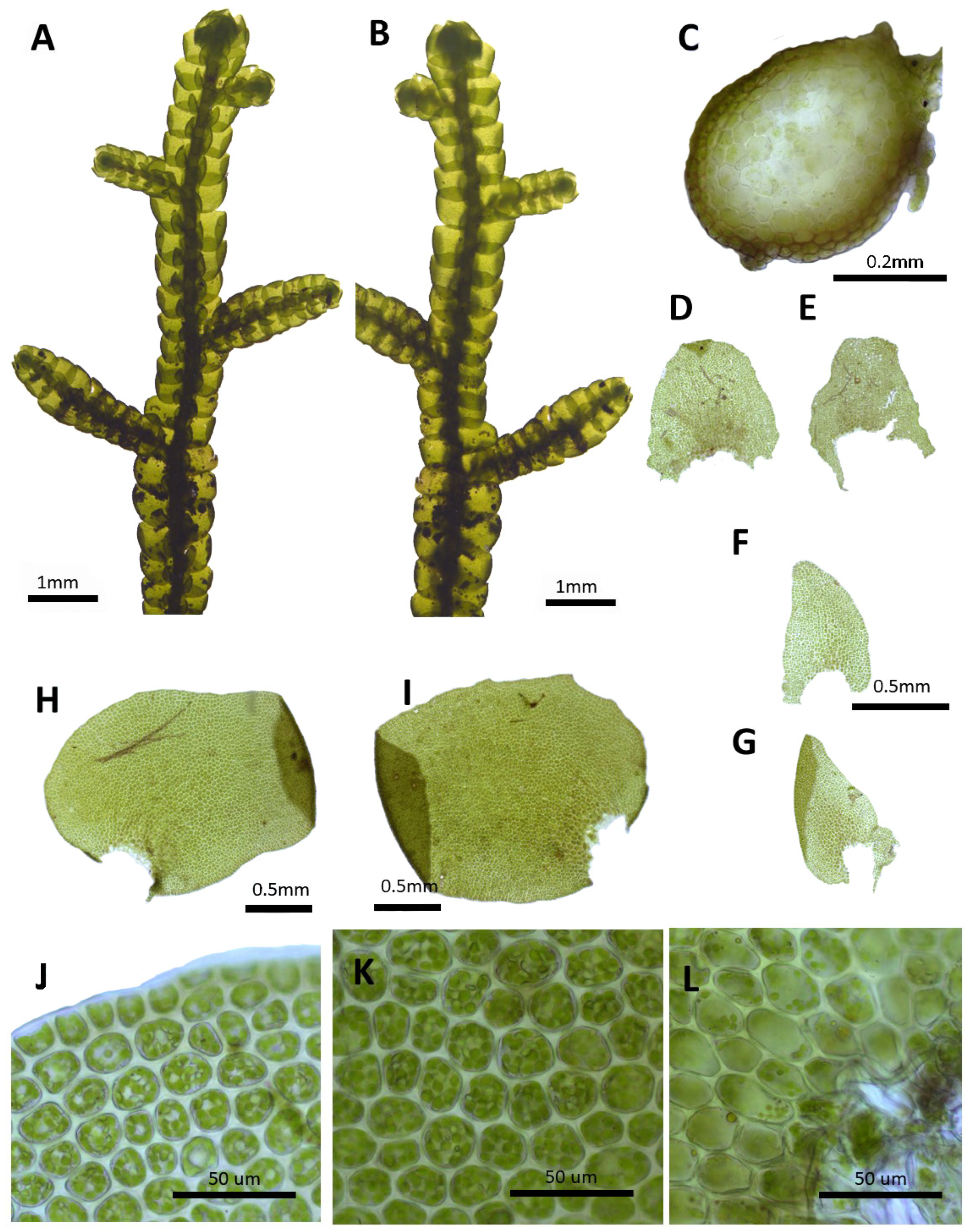 Plants 14 01260 g006