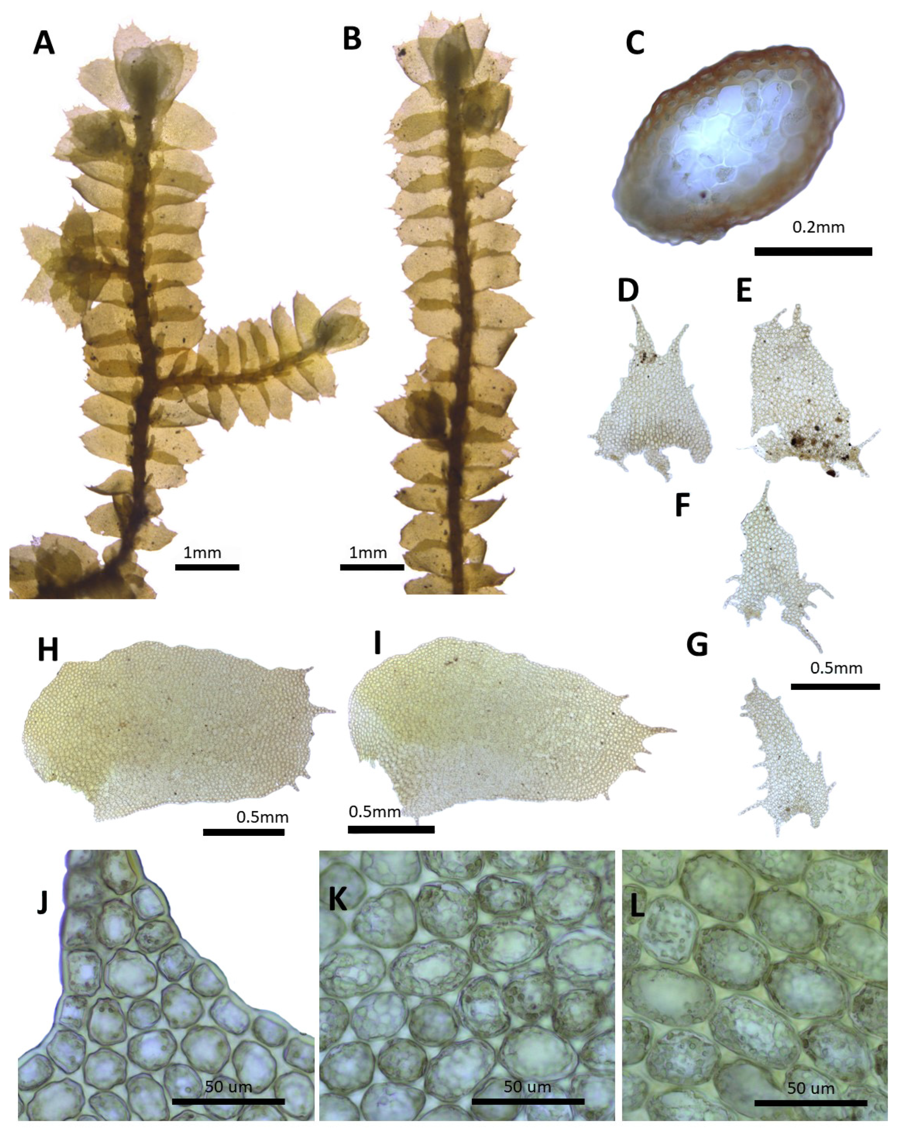 Plants 14 01260 g008