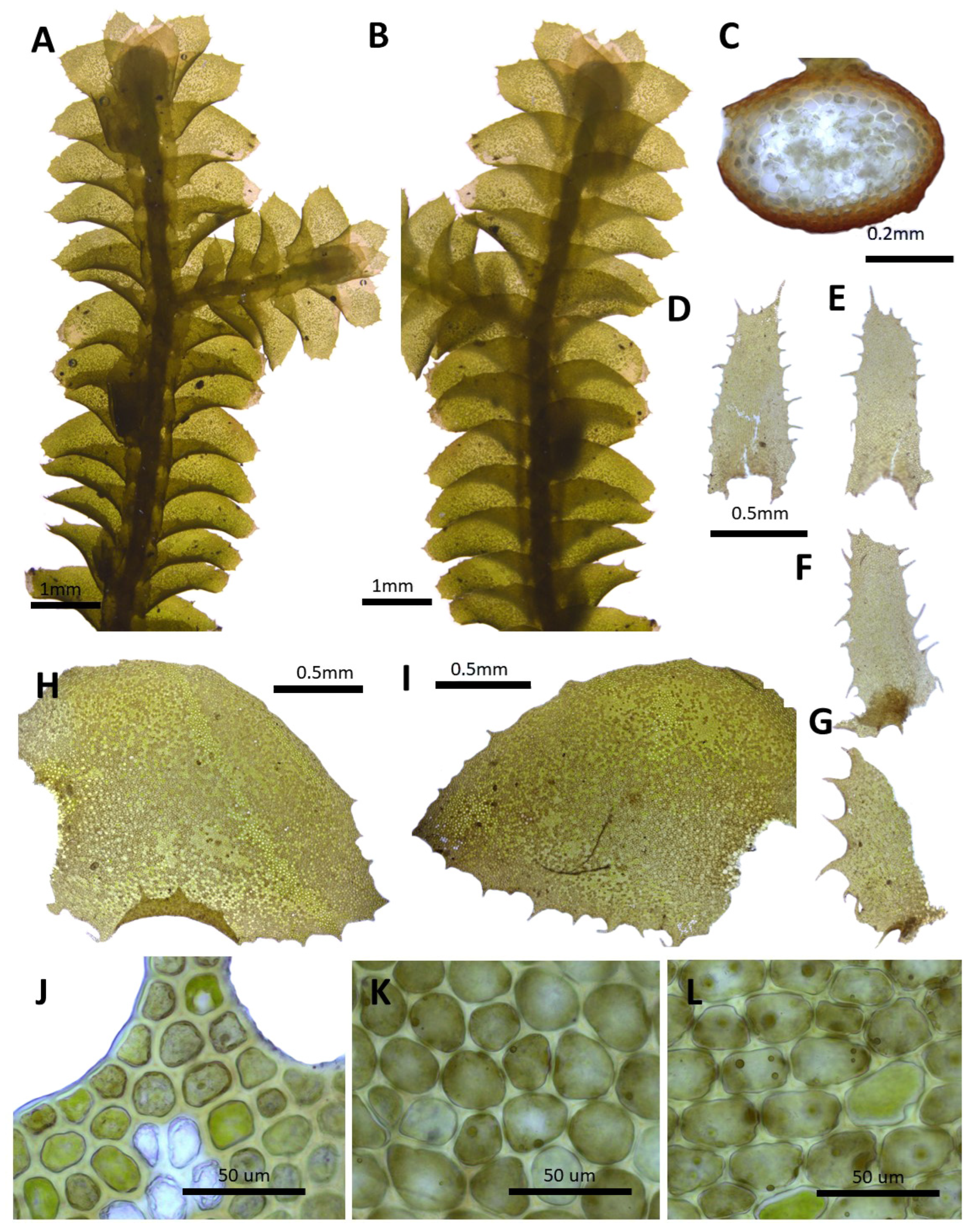 Plants 14 01260 g011