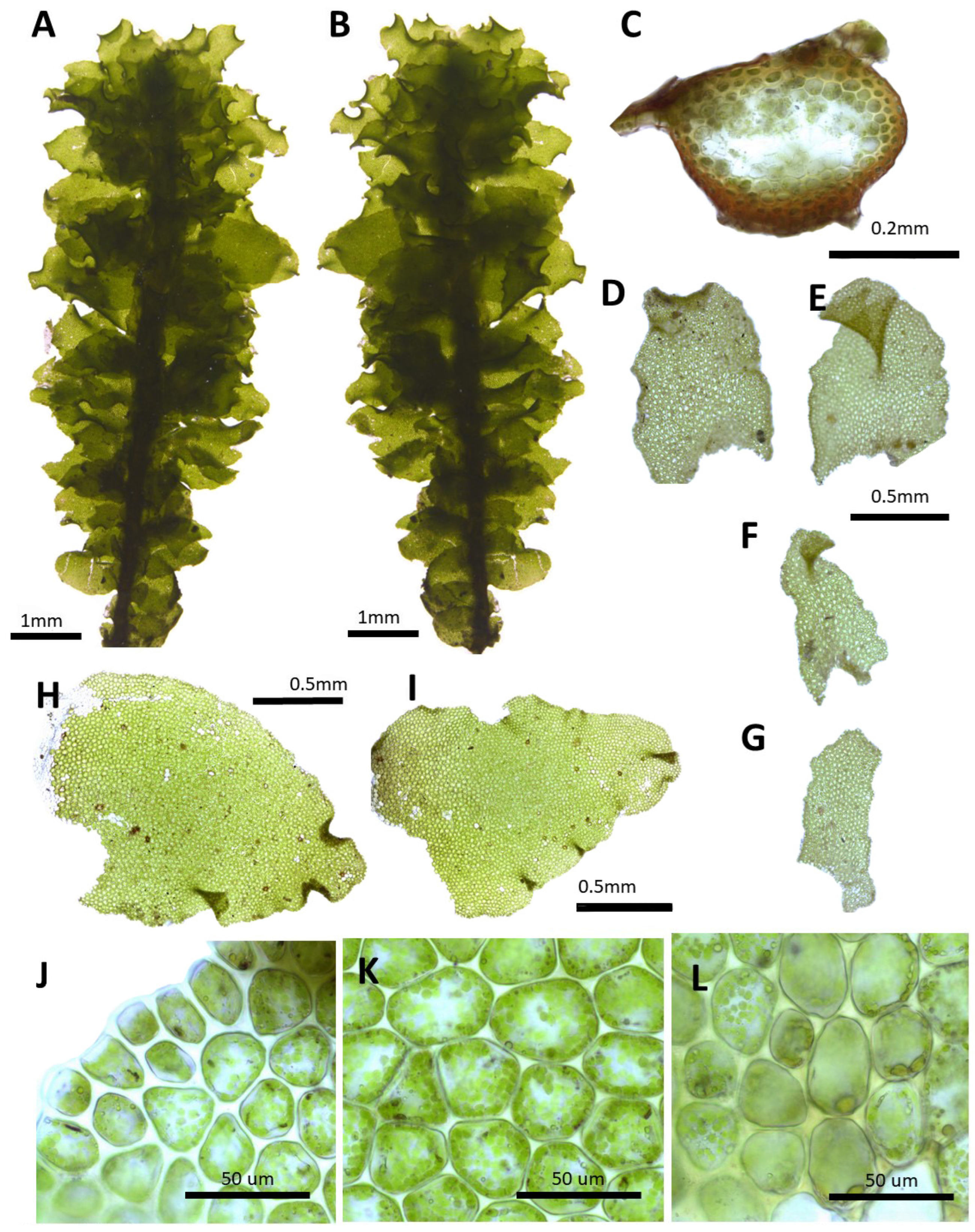 Plants 14 01260 g012