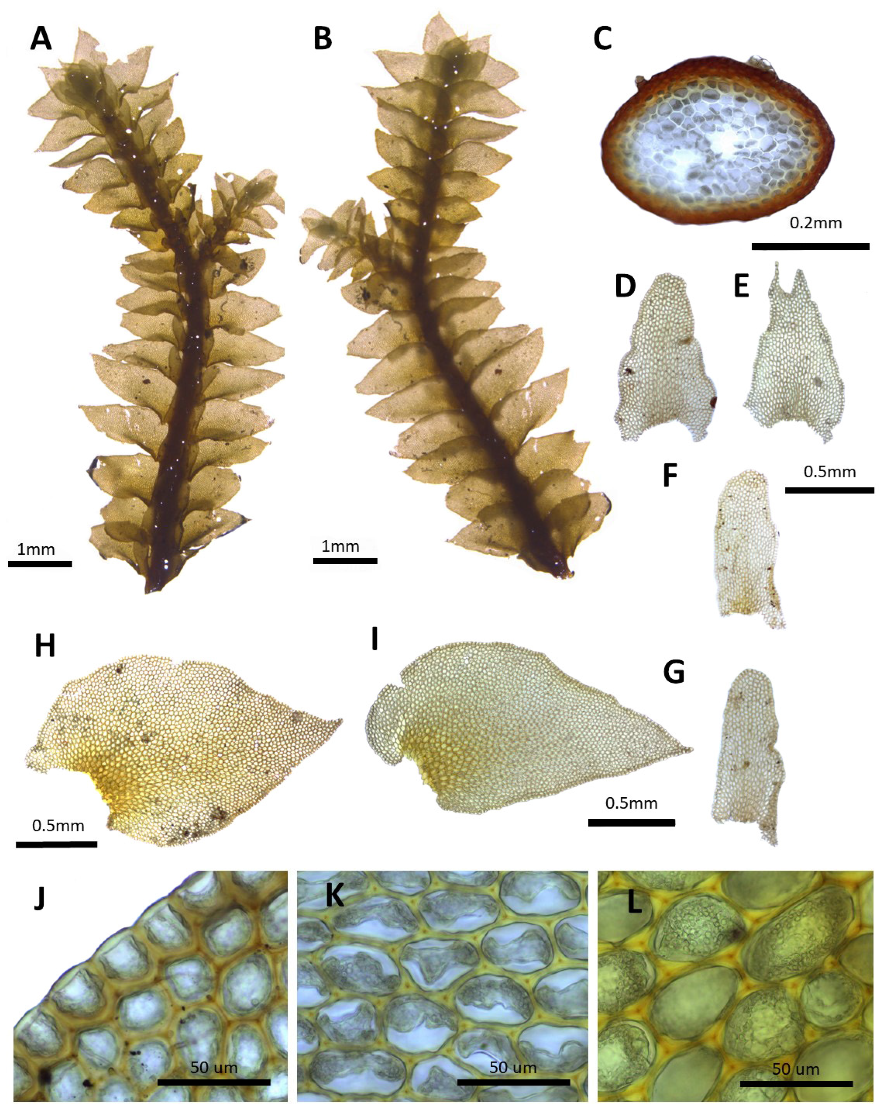 Plants 14 01260 g014