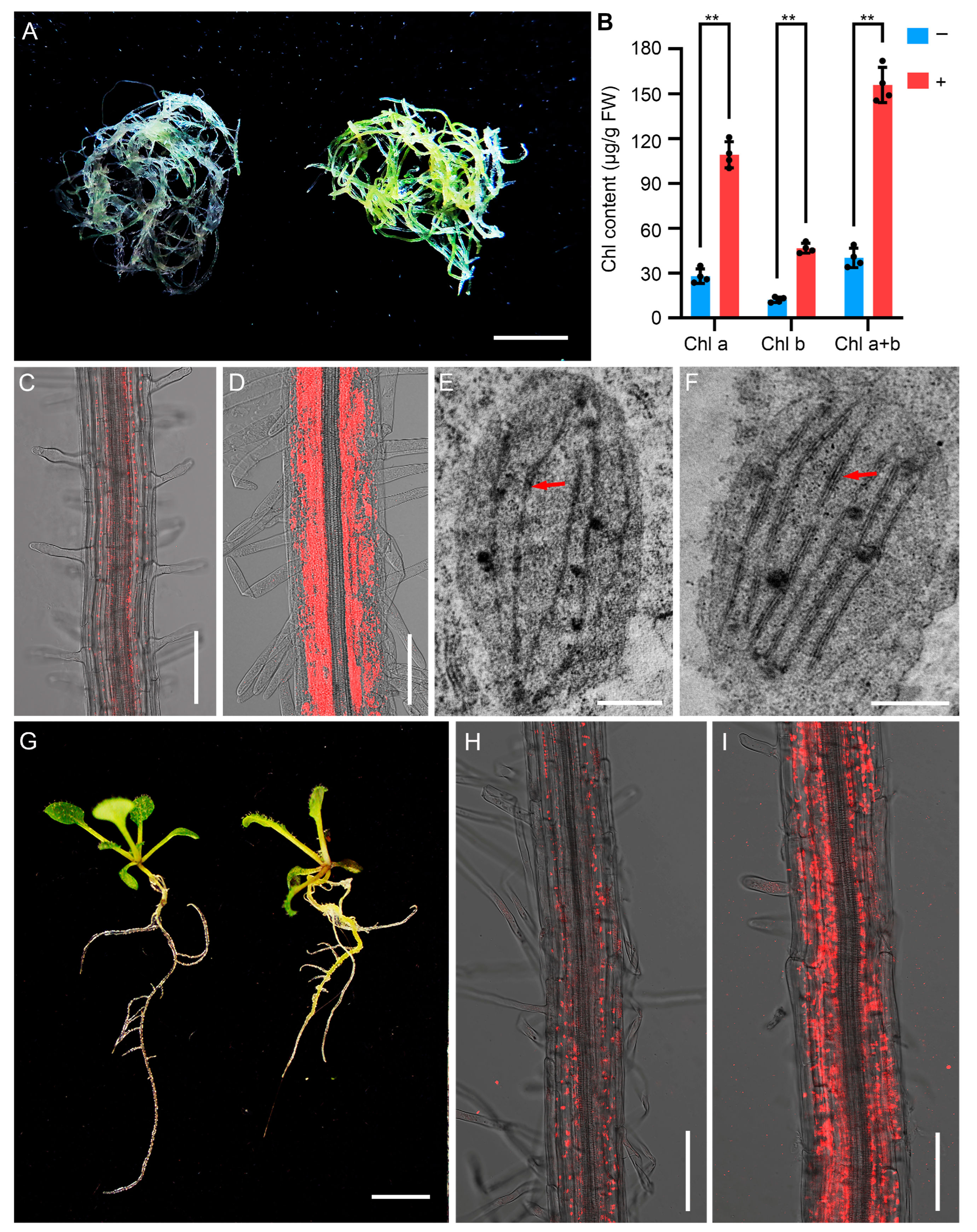 Plants 14 01270 g001