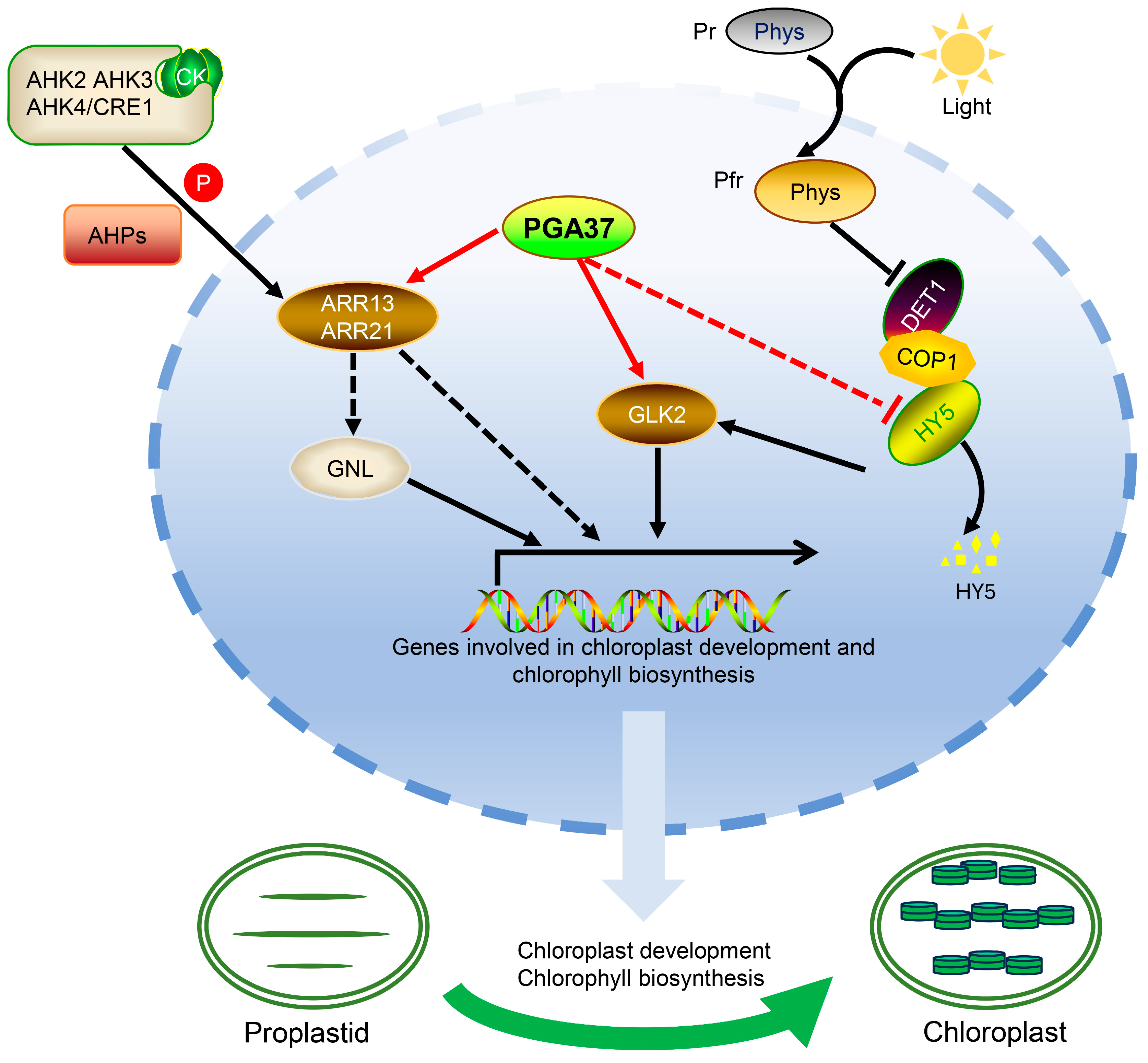Plants 14 01270 g007