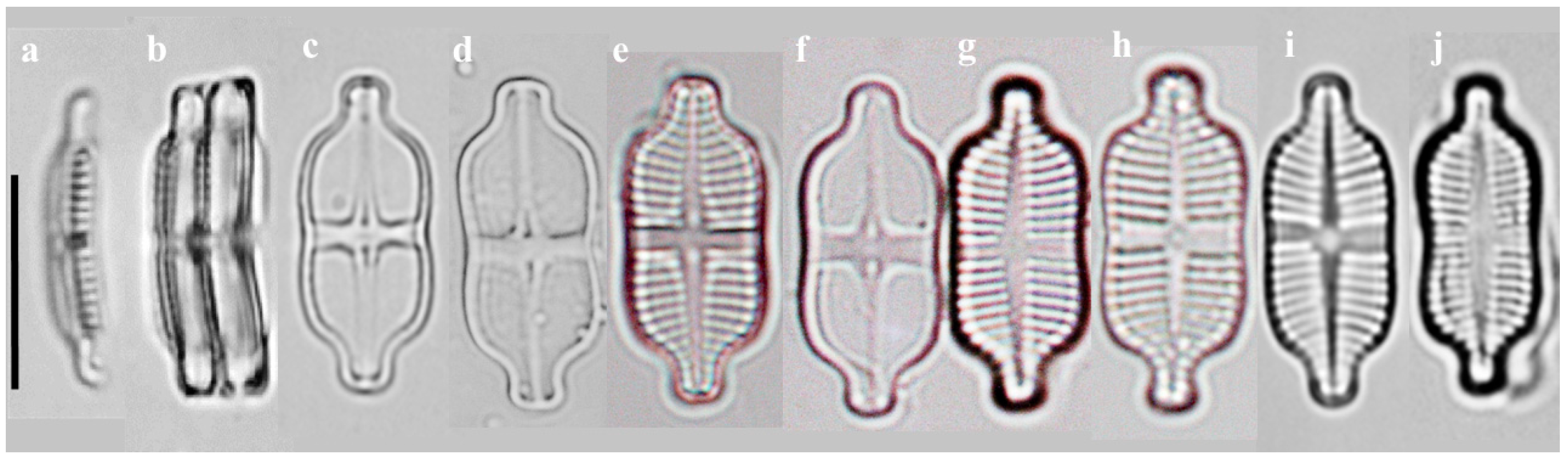 Plants 14 01272 g001