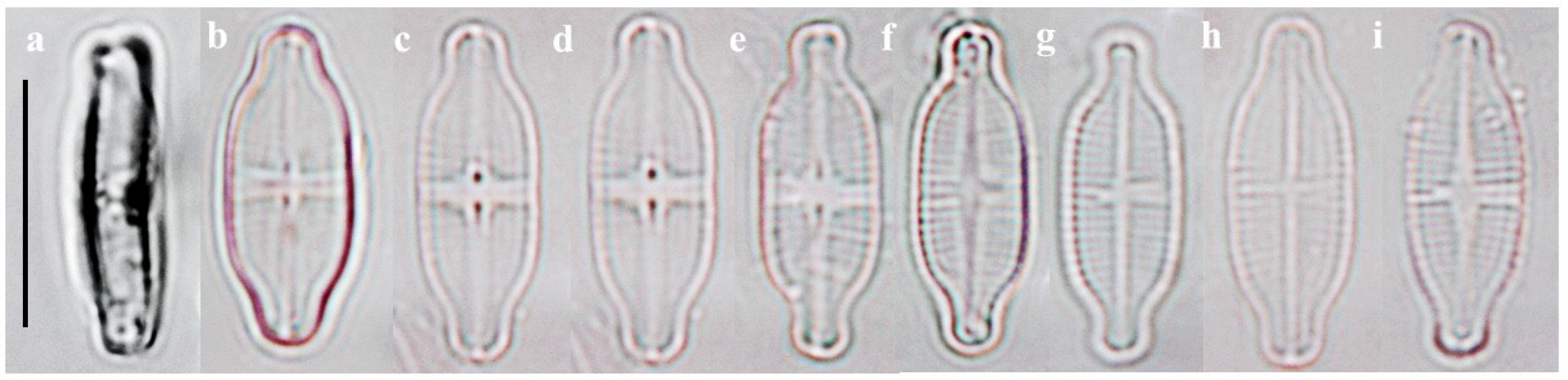 Plants 14 01272 g003