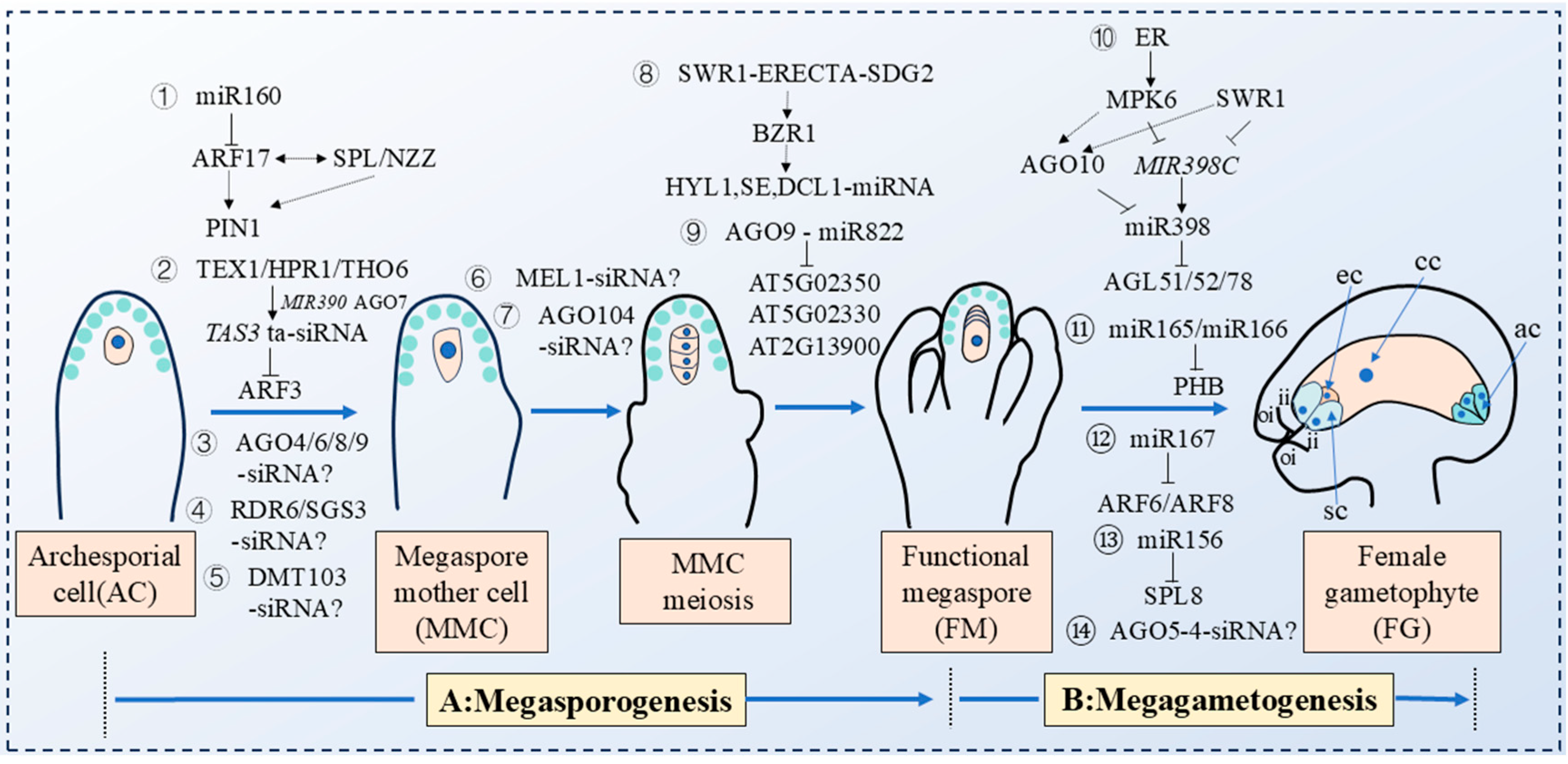 Plants 14 01286 g005