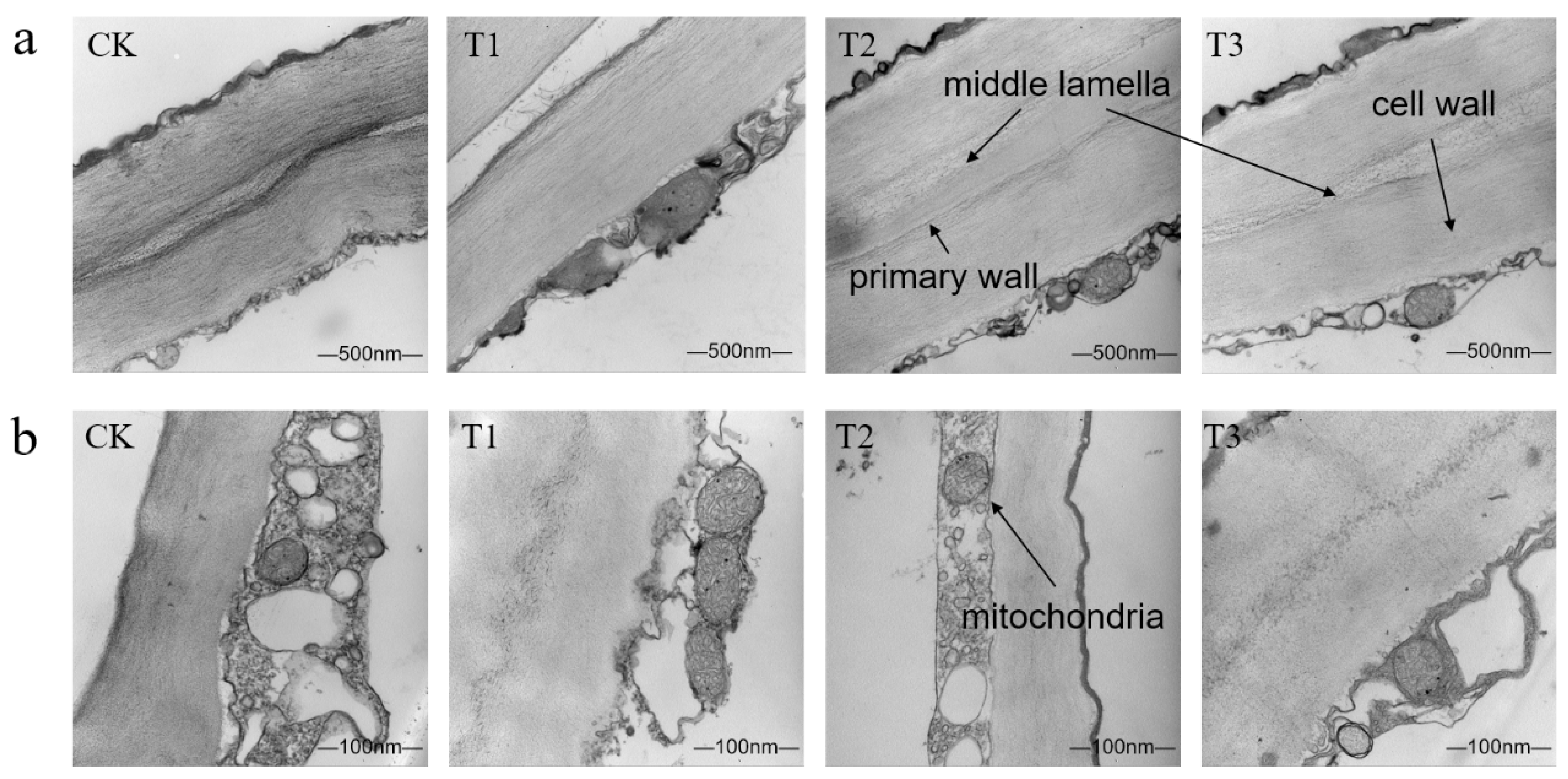 Plants 14 01293 g003