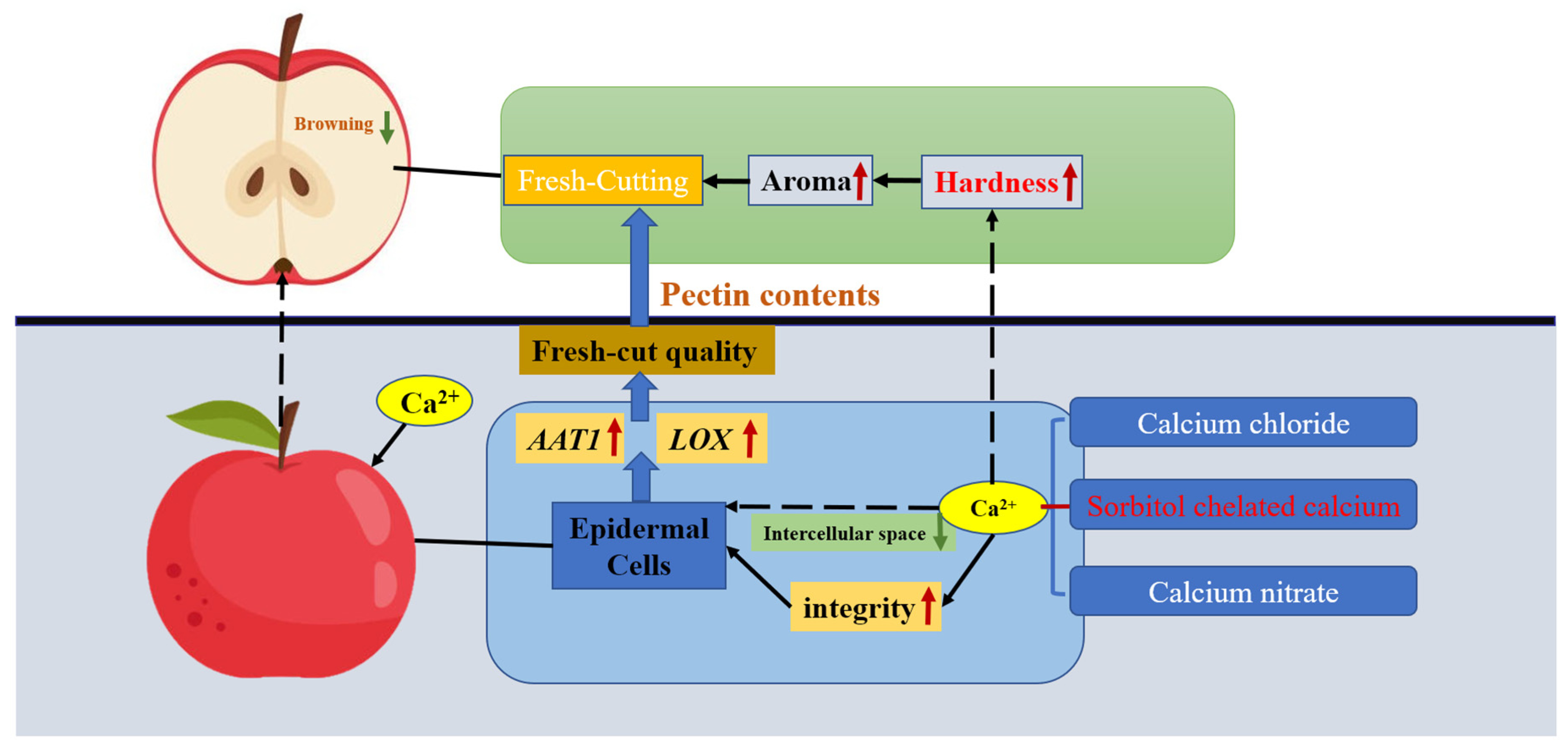 Plants 14 01293 g008