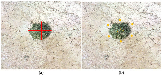 Morphological Variation and Spatial Distribution Patterns of ...