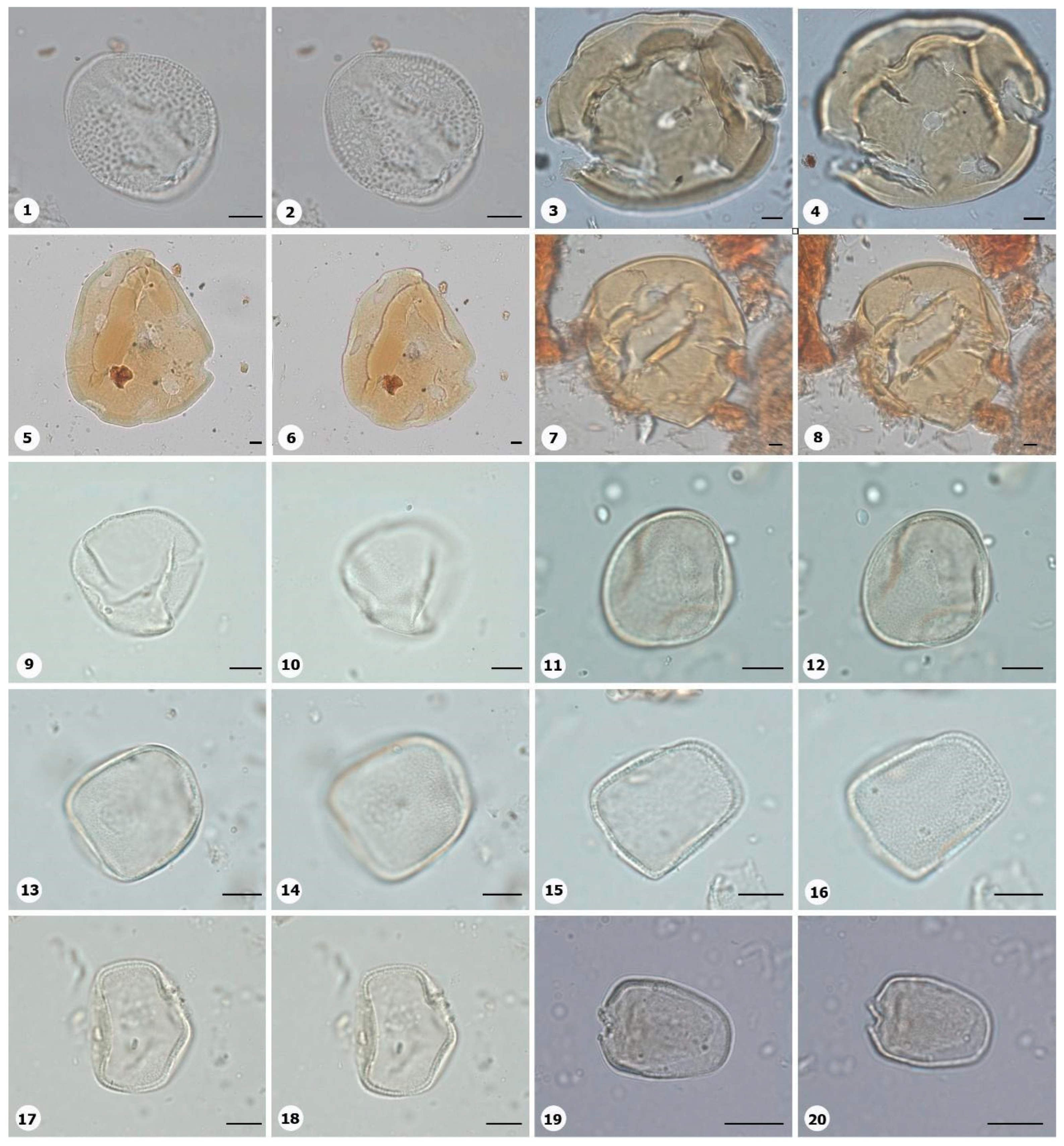 Plants 14 01319 g004