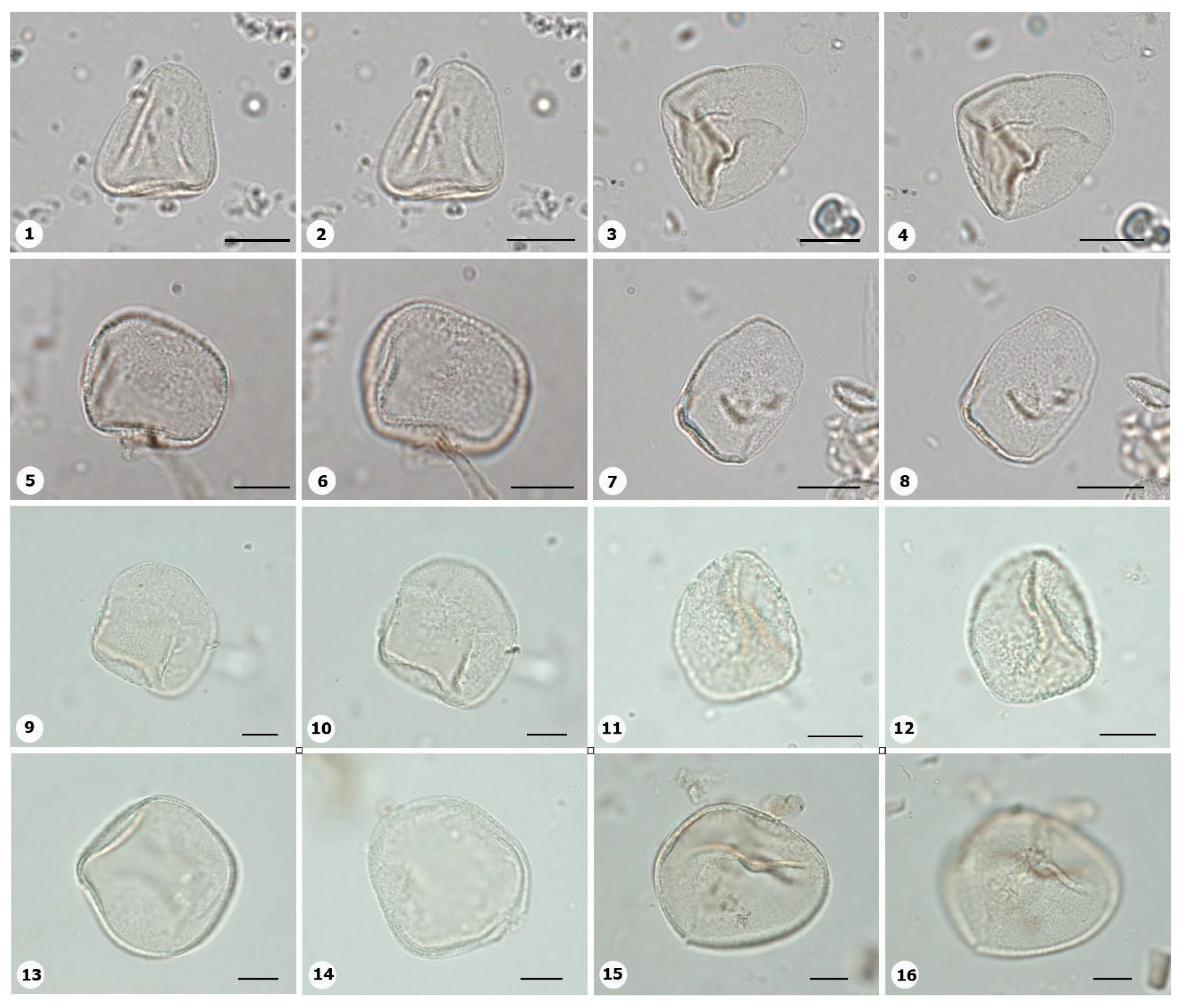 Plants 14 01319 g005