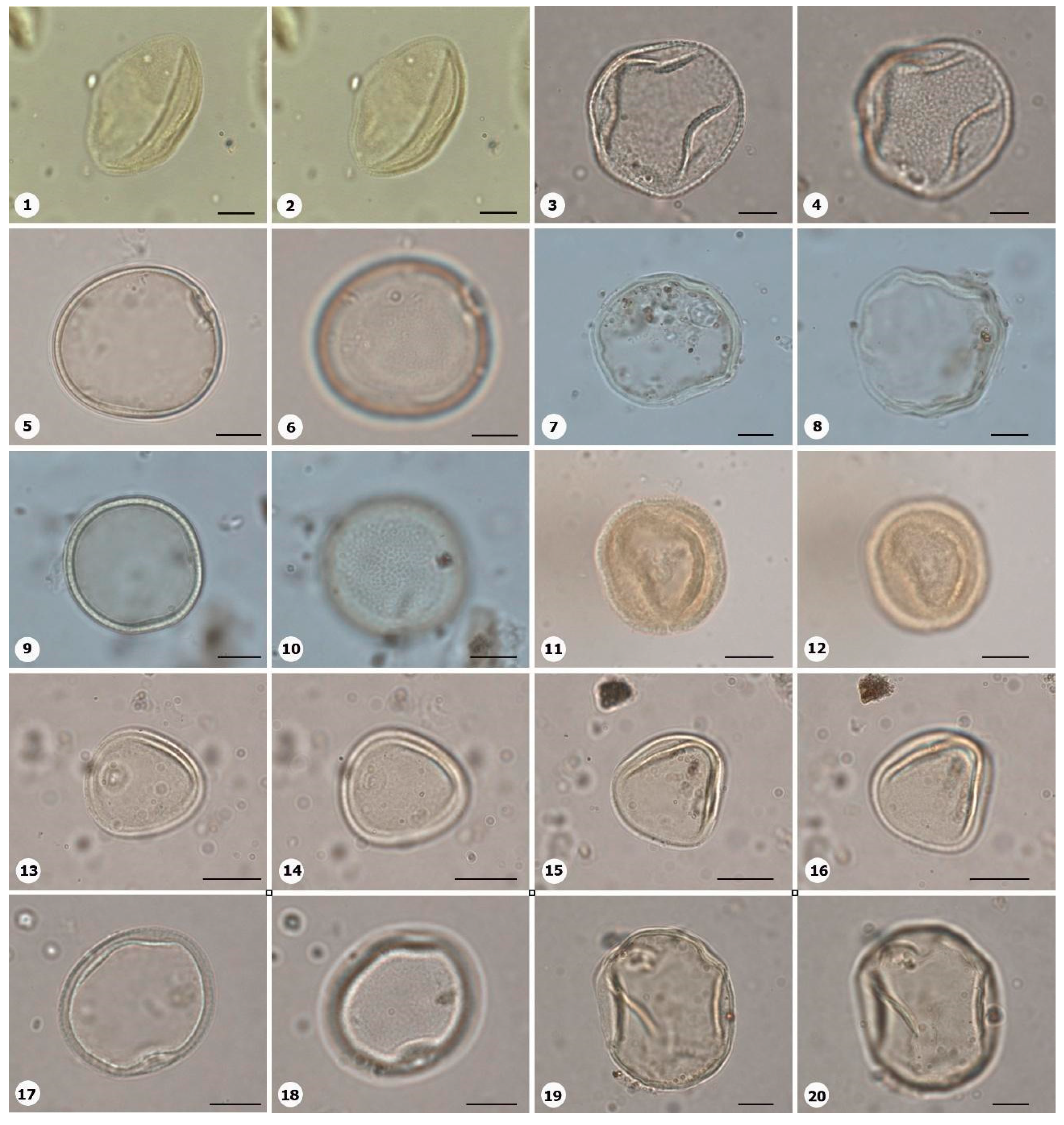 Plants 14 01319 g007