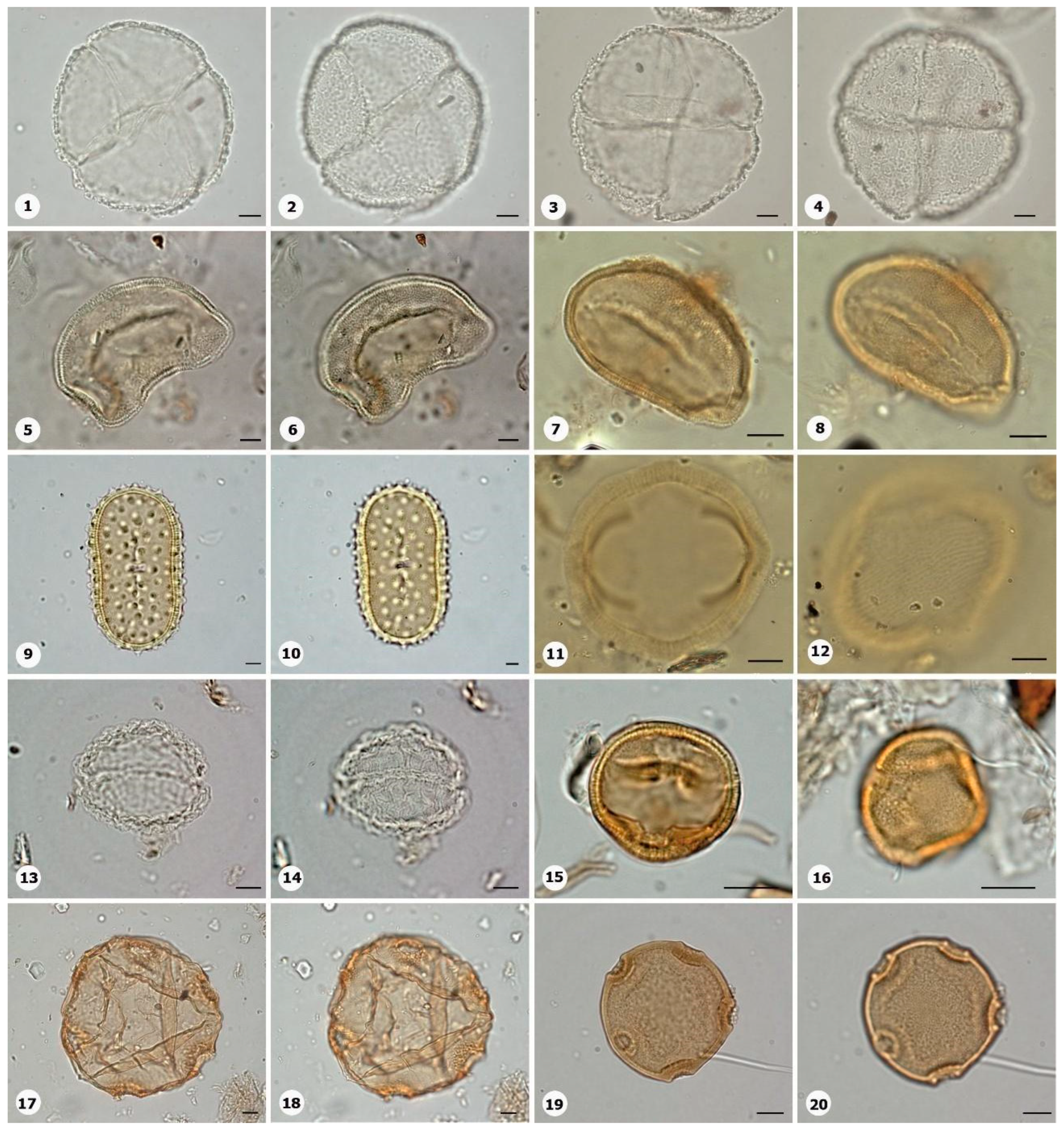 Plants 14 01319 g009