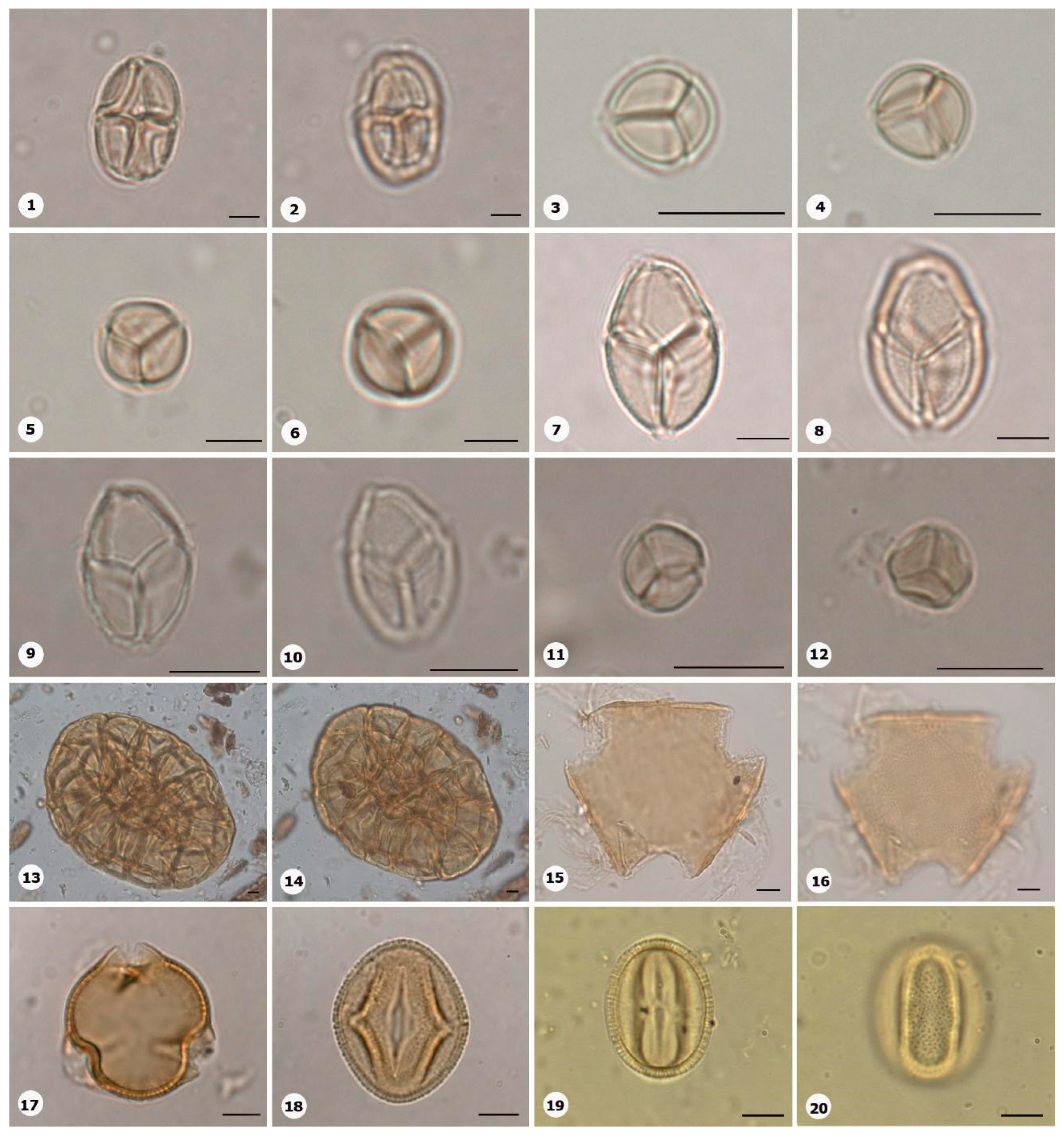 Plants 14 01319 g015
