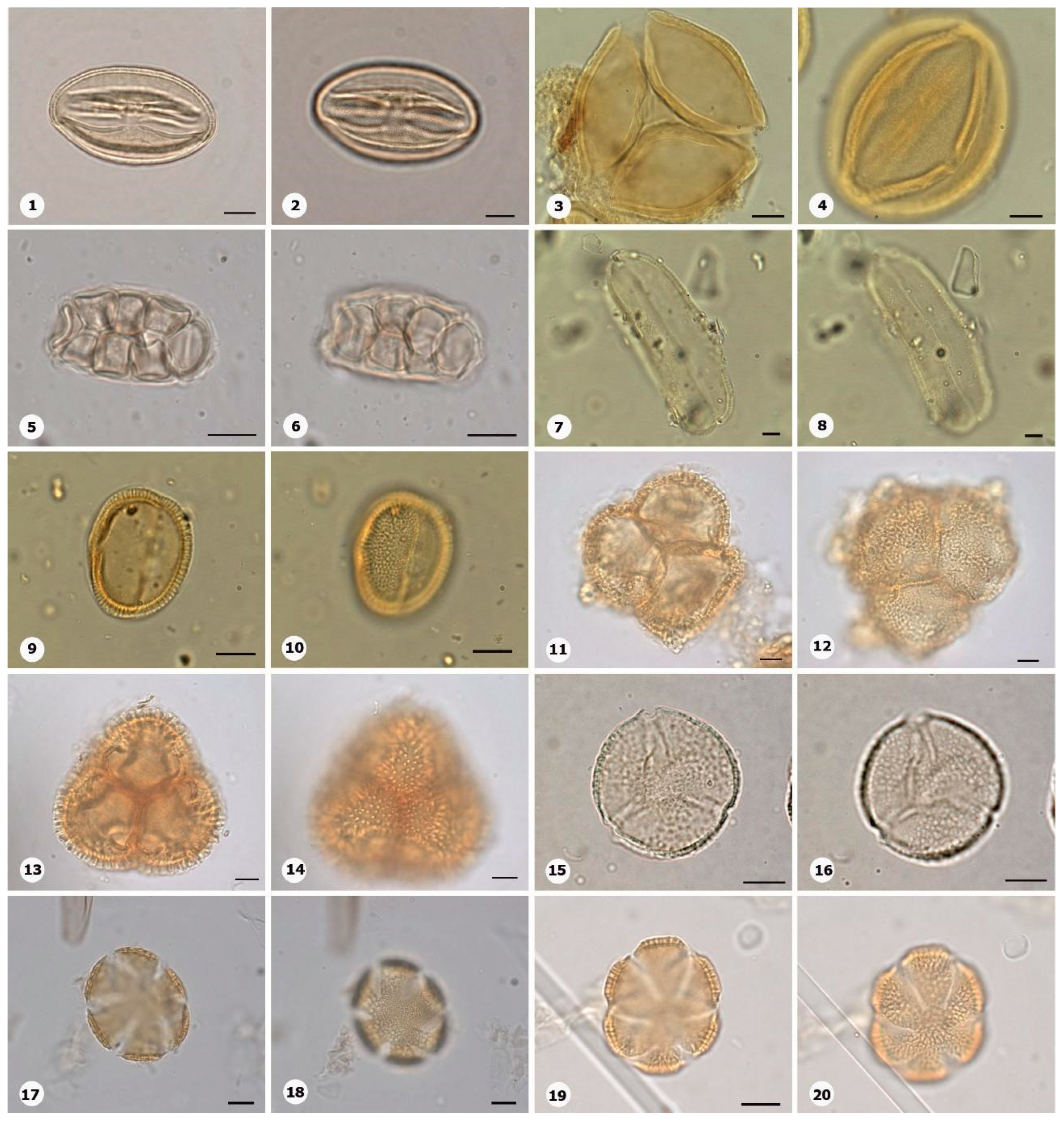 Plants 14 01319 g016