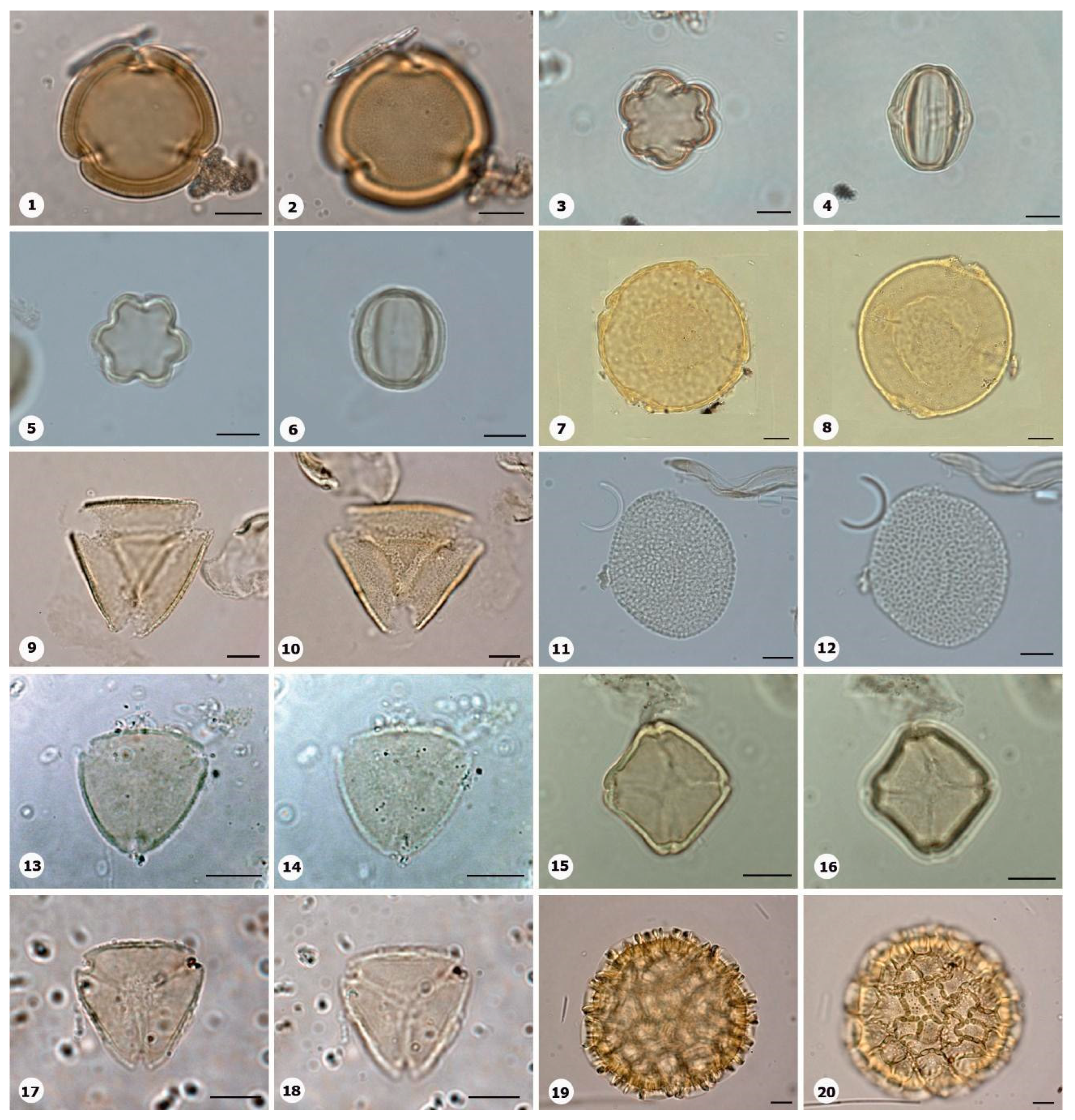 Plants 14 01319 g019