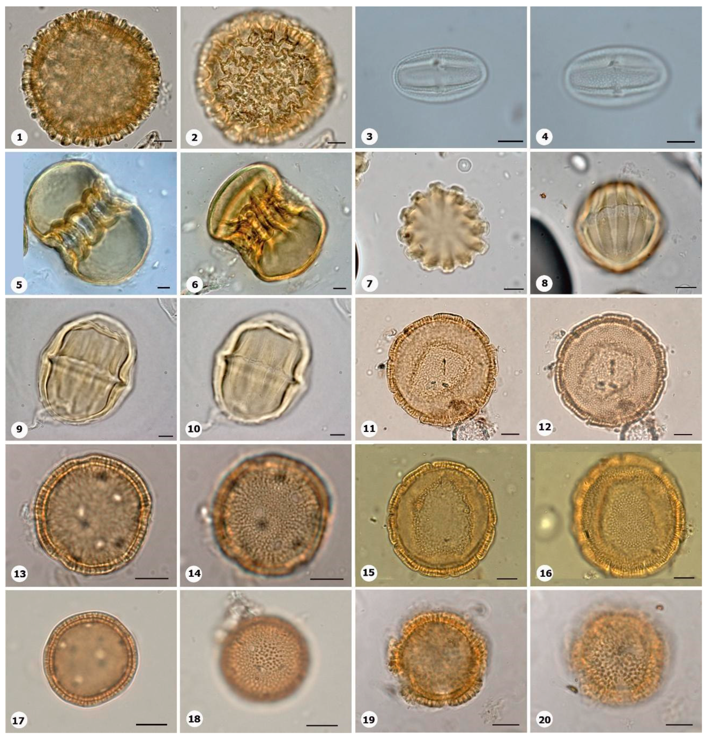 Plants 14 01319 g020