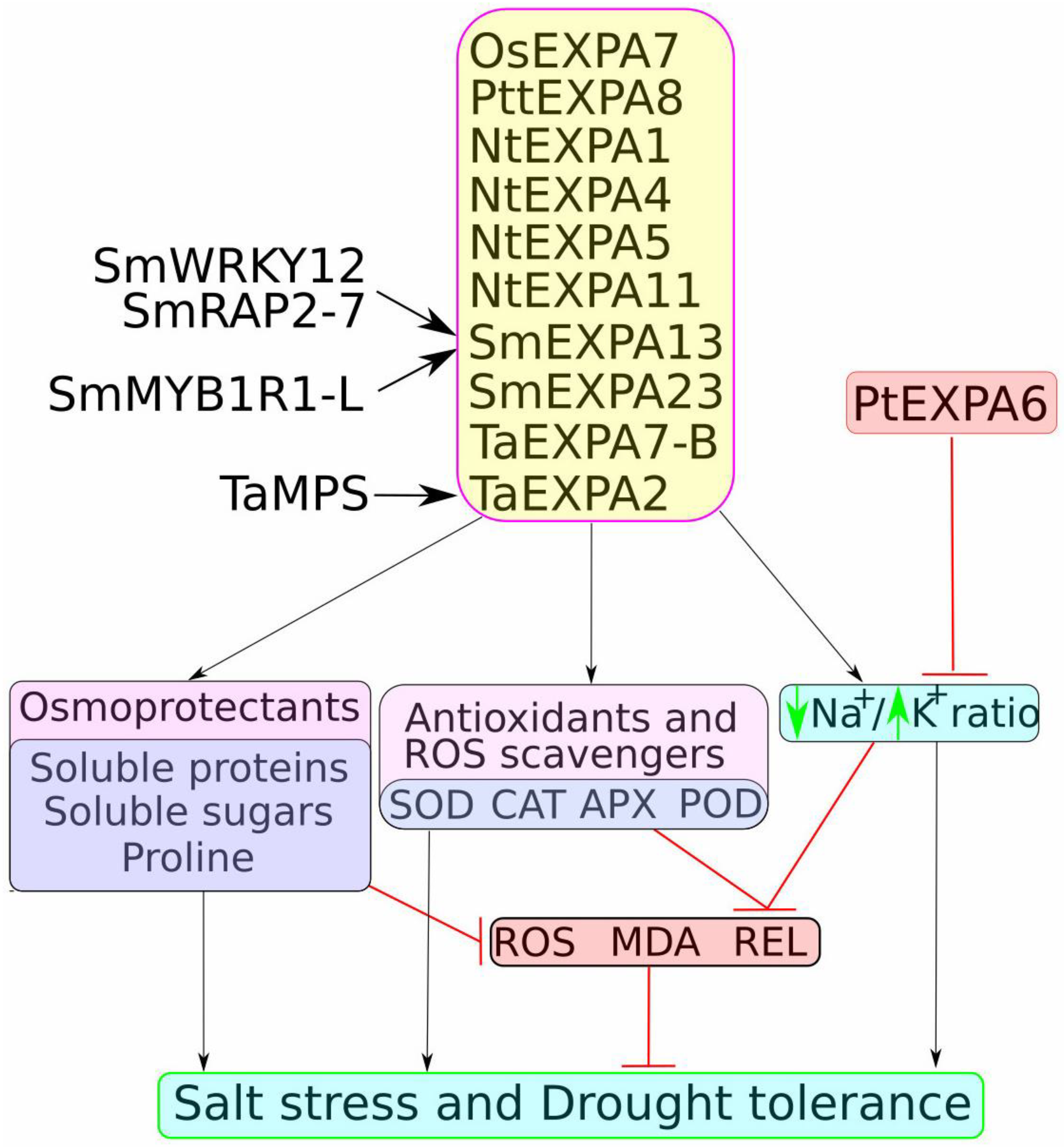 Plants 14 01327 g001