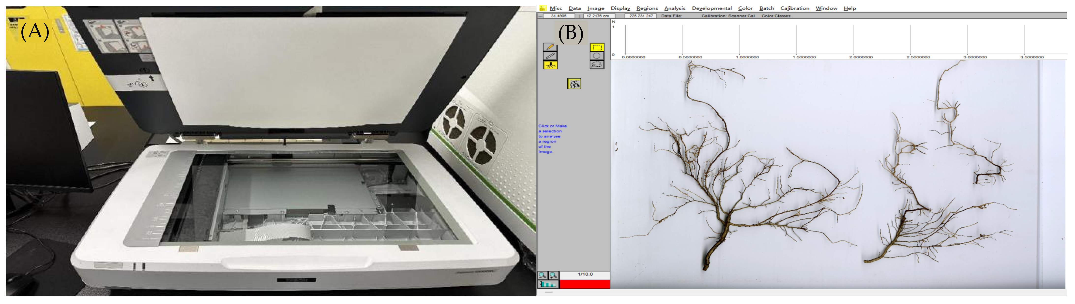 Plants 14 01329 g008 Plants 14 01329 g008