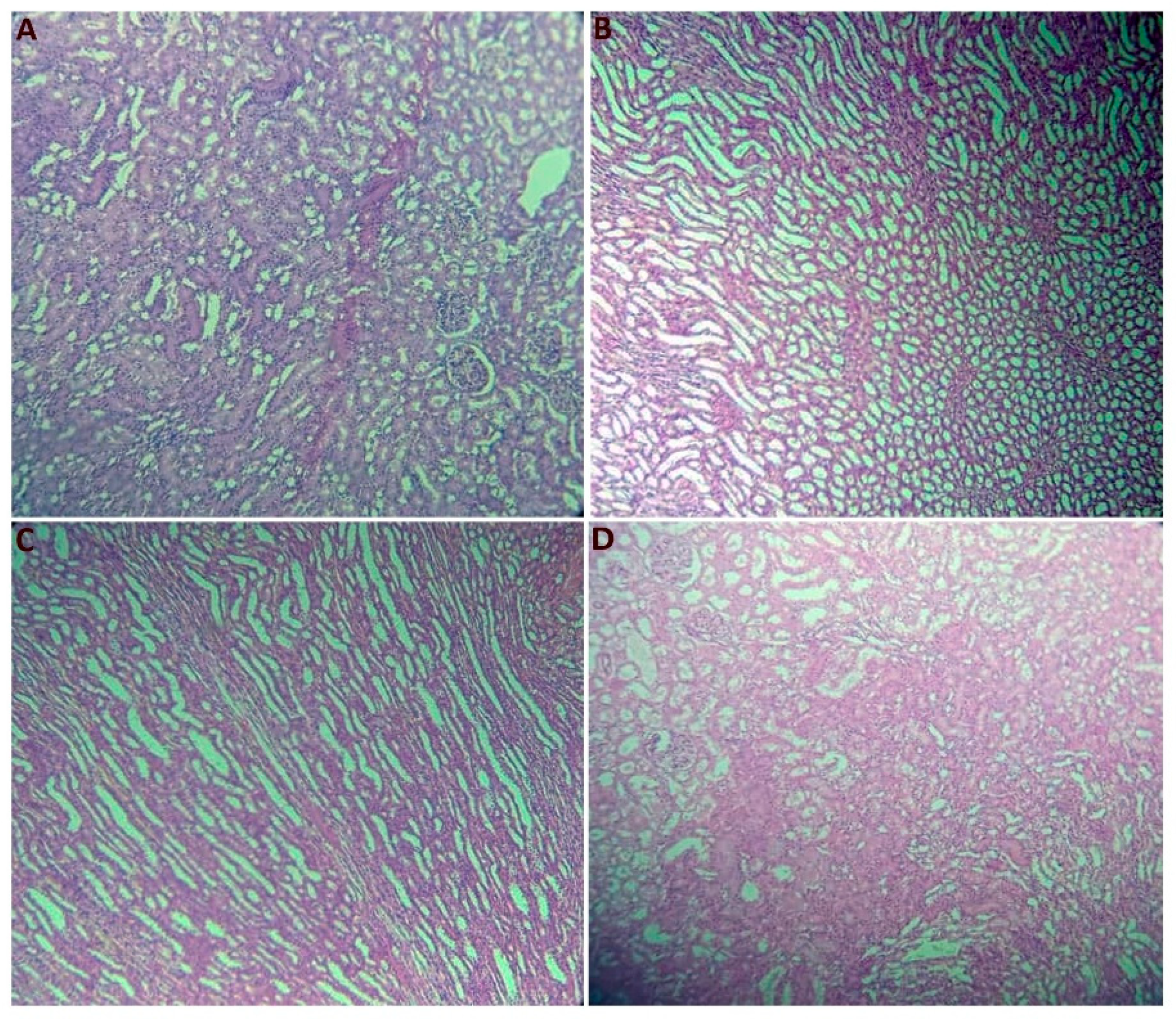 Plants 14 01332 g003