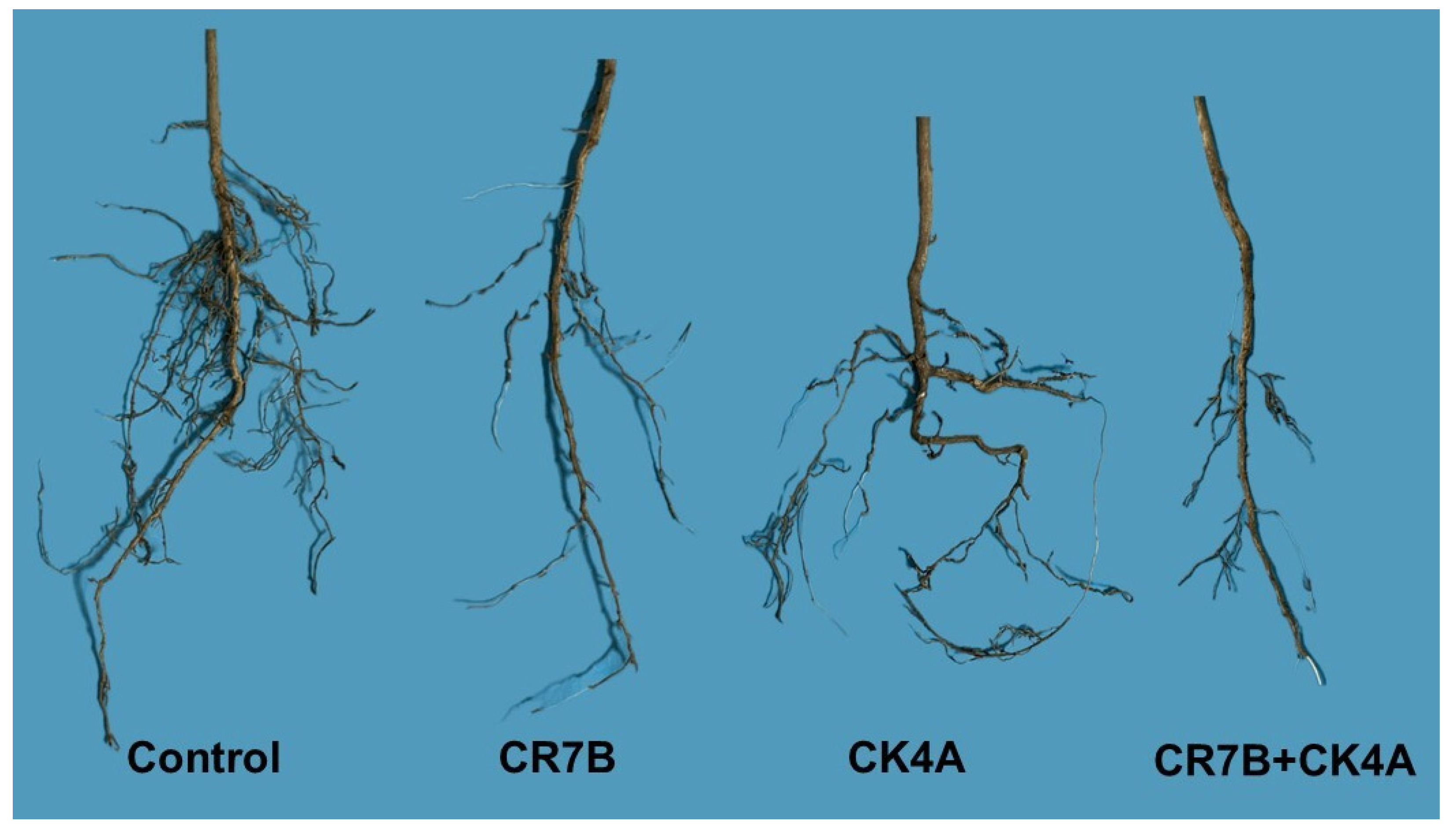 Plants 14 01333 g003