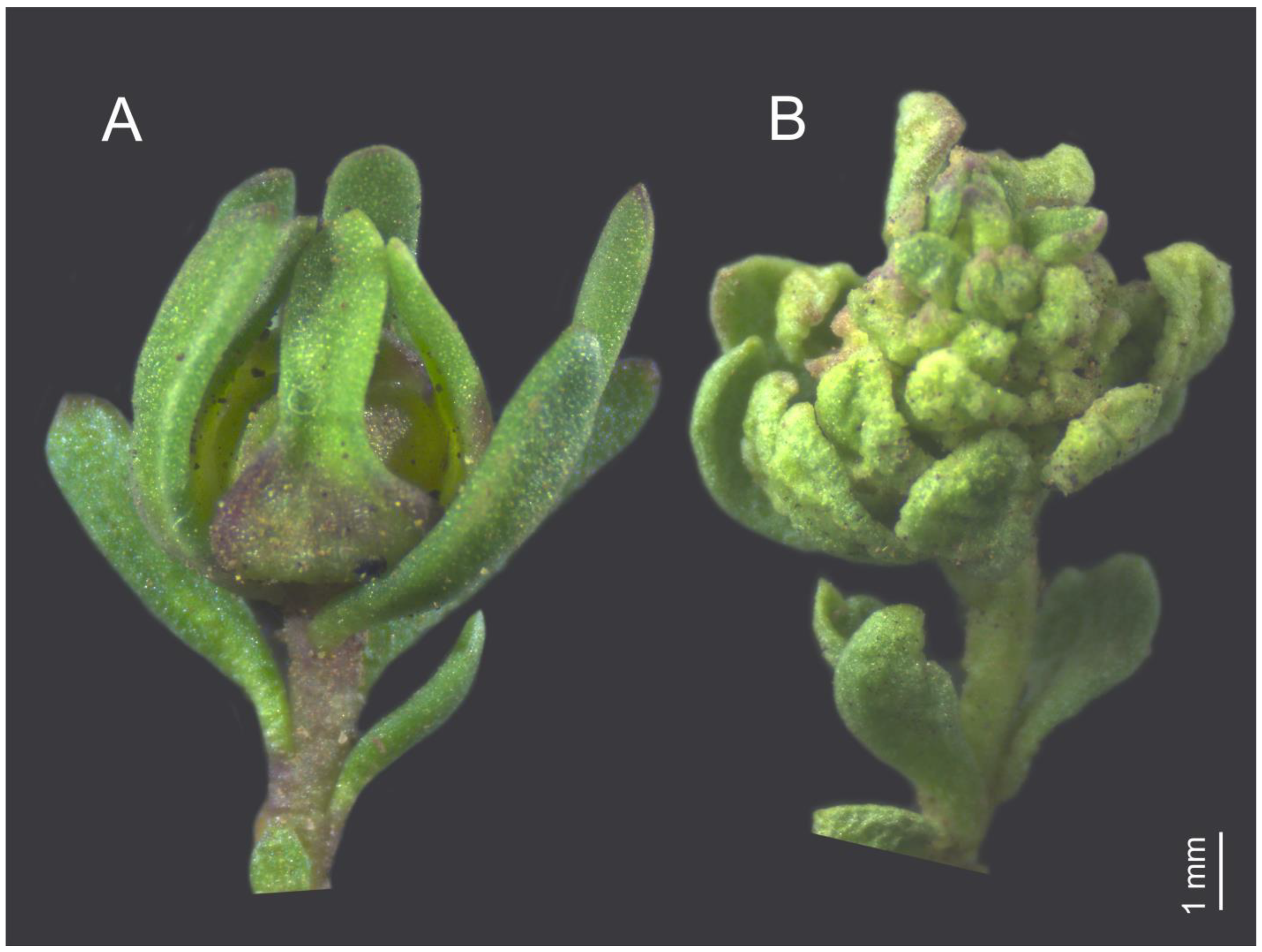 Plants 14 01337 g001