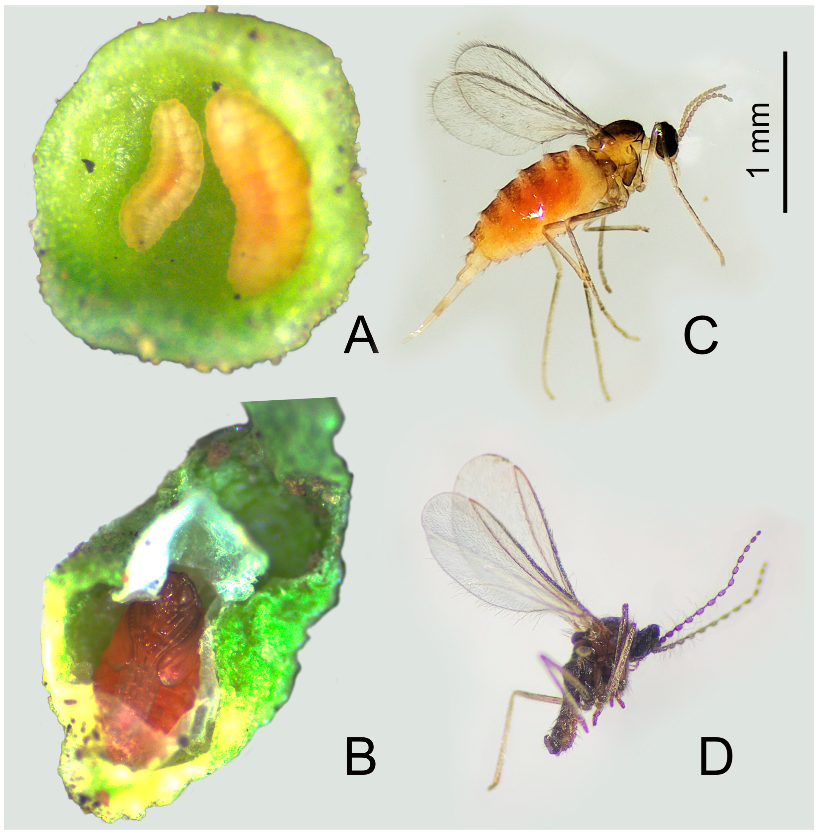 Plants 14 01337 g002