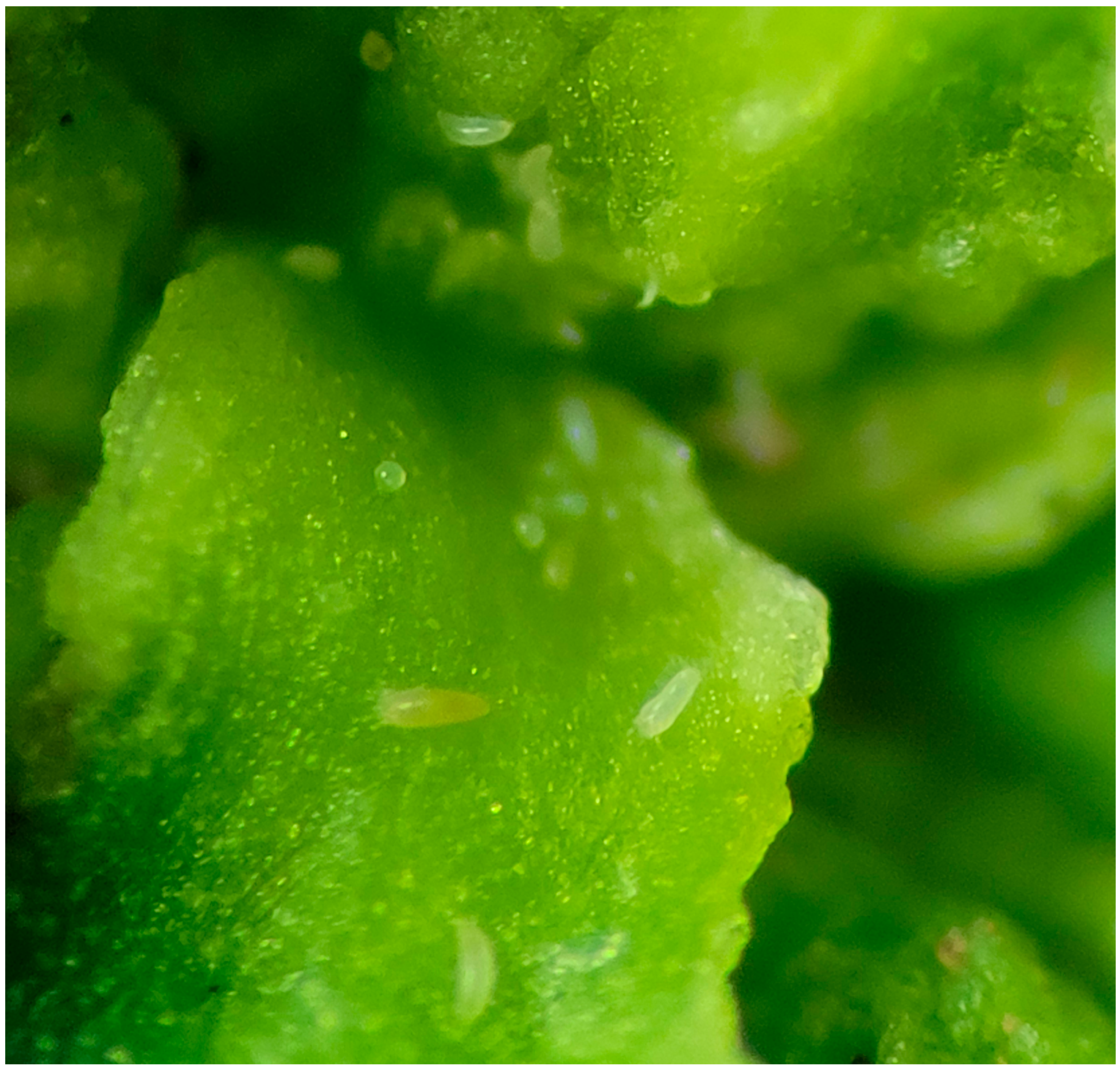 Plants 14 01337 g003