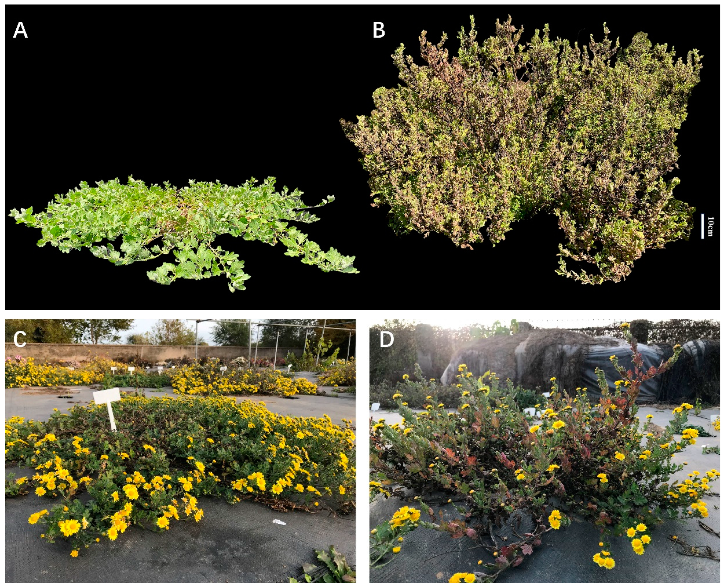 Plants 14 01338 g003