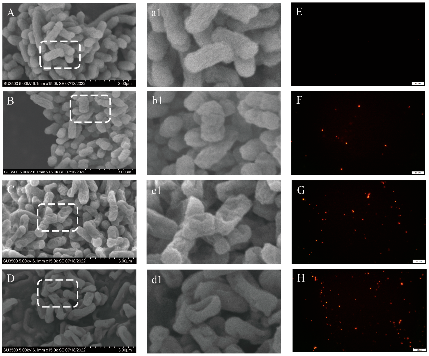 Plants 14 01343 g003