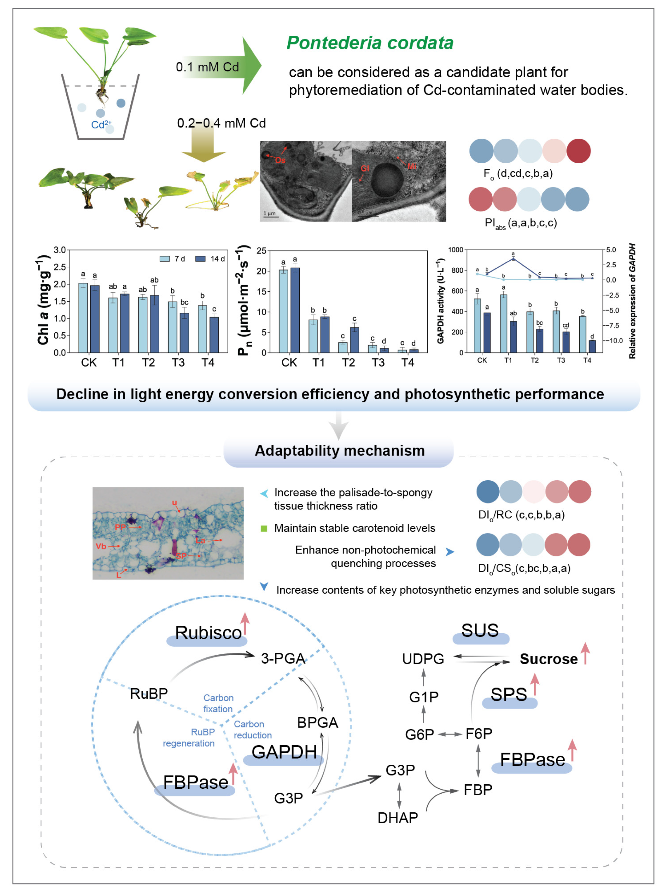 Plants 14 01344 g008