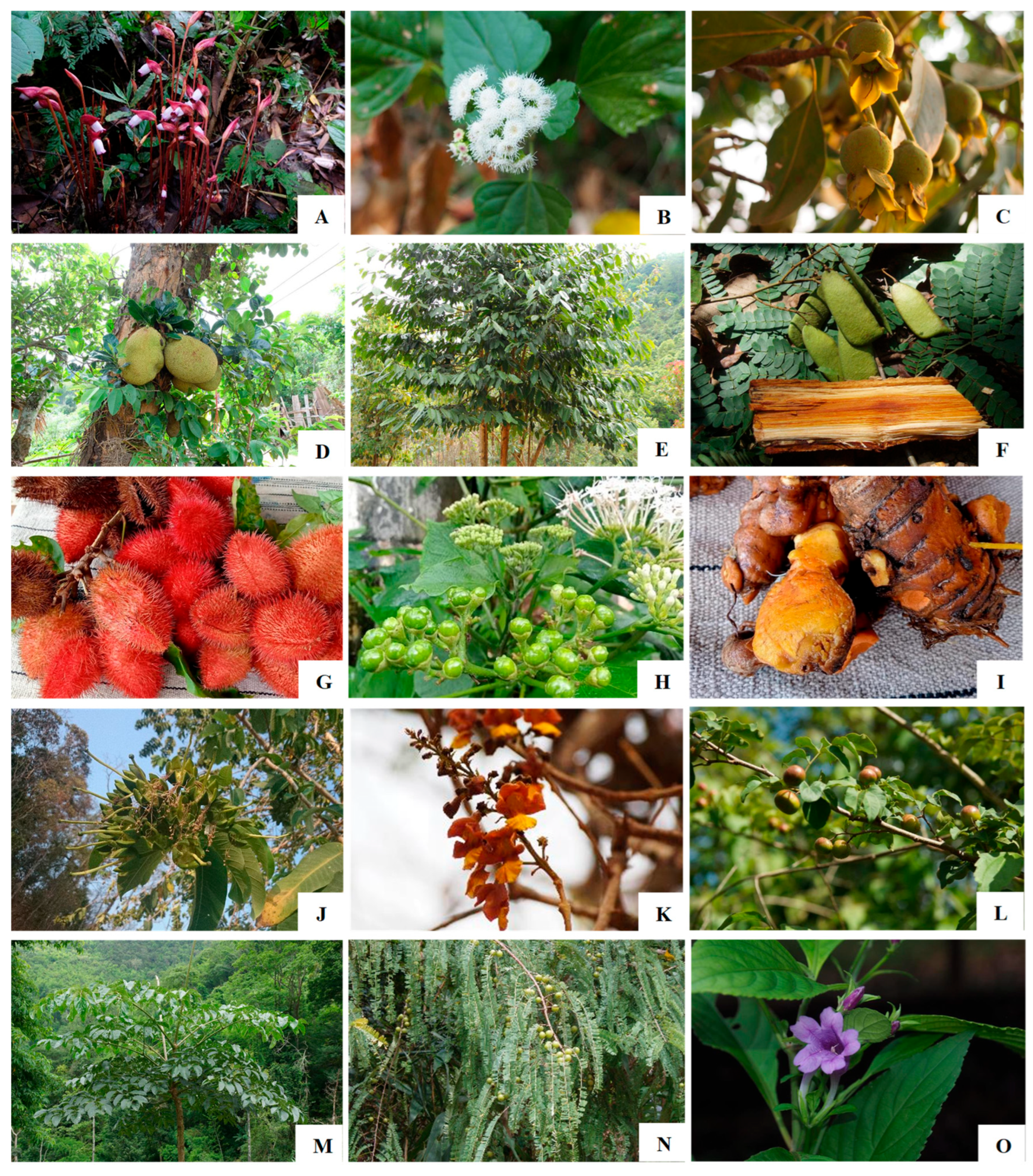 Plants 14 01348 g001