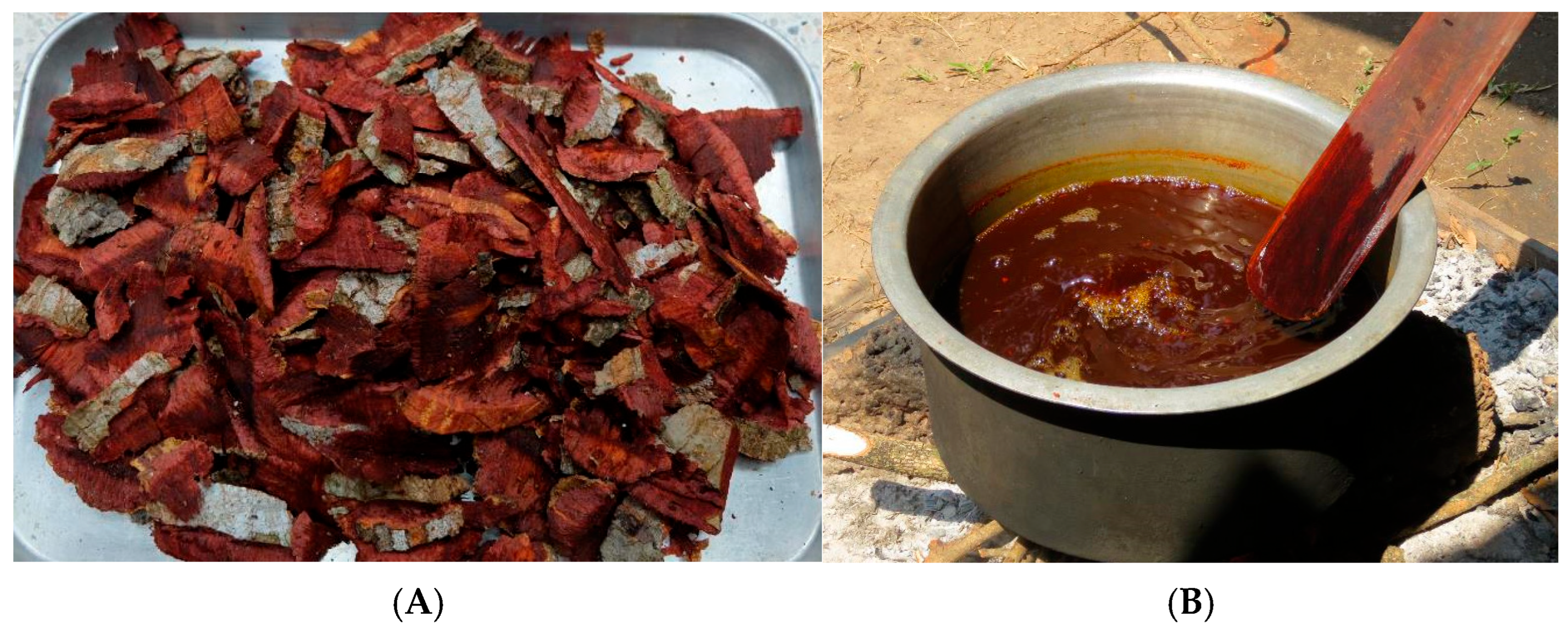 Plants 14 01348 g004