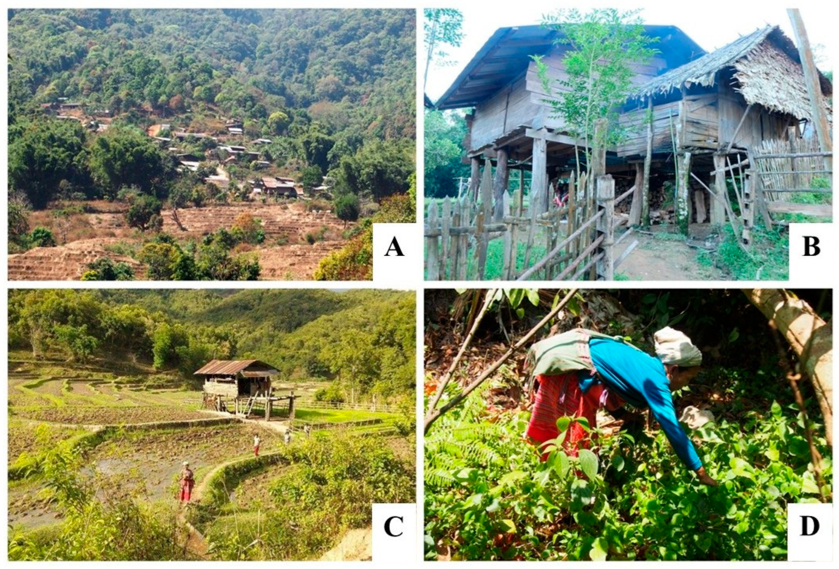 Plants 14 01348 g008