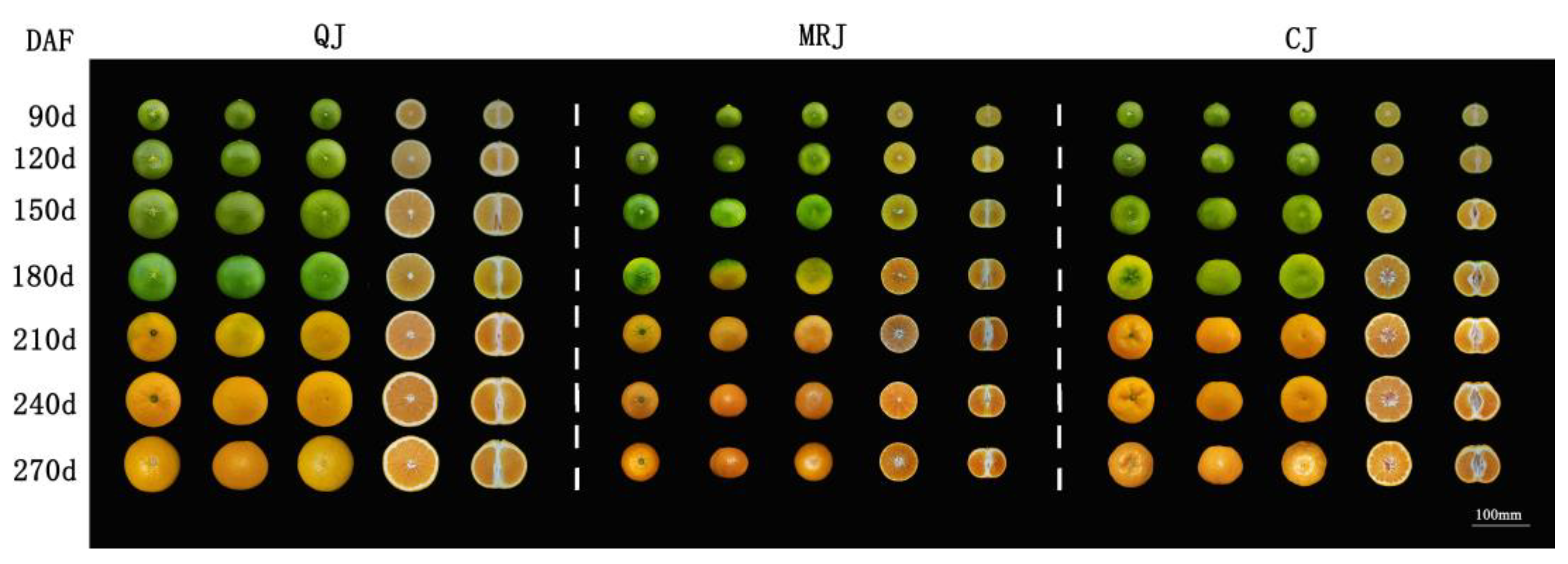 Plants 14 01349 g001